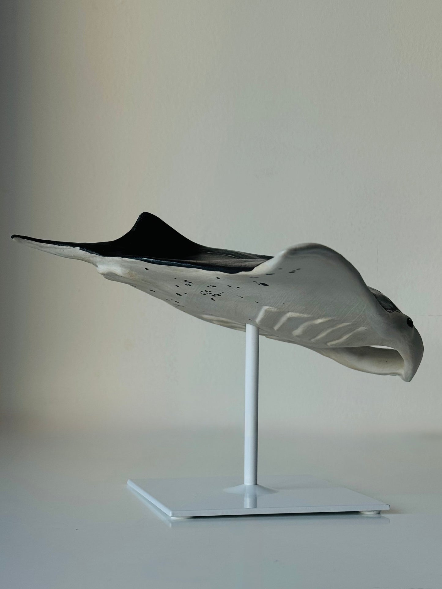 Big Manta Ray