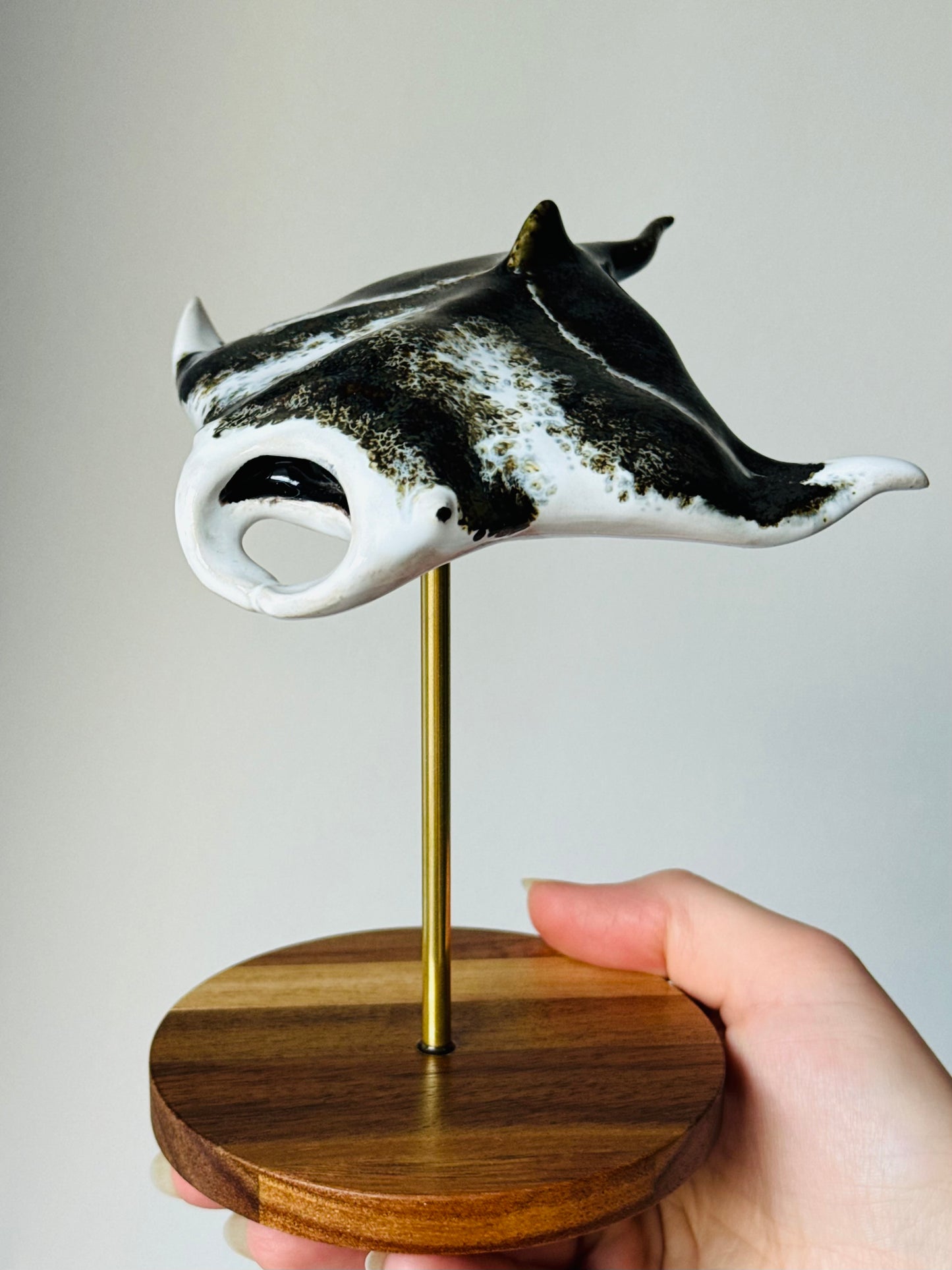 Manta Ray