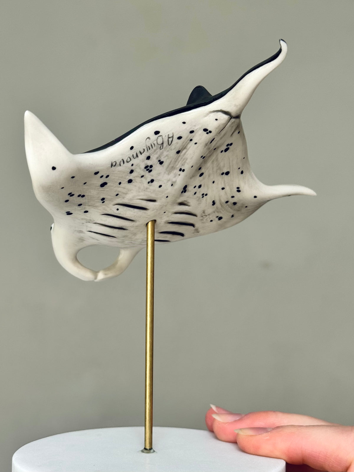 Manta Ray