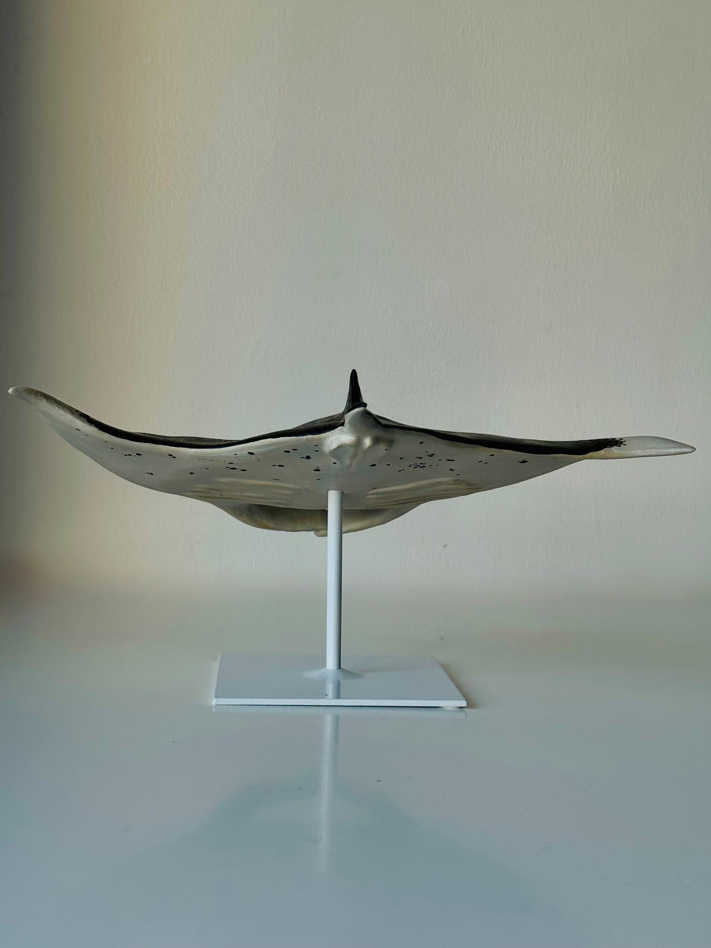 Big Manta Ray