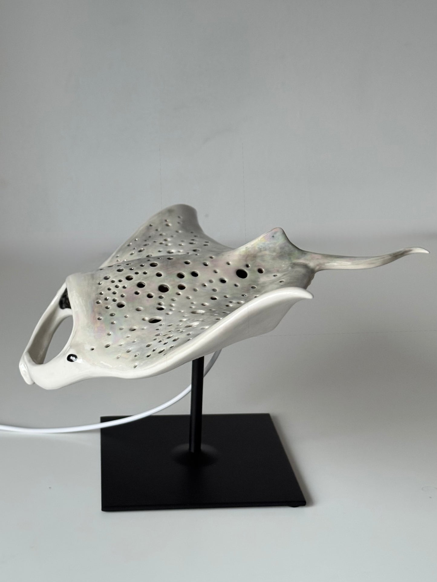 Big Manta Ray