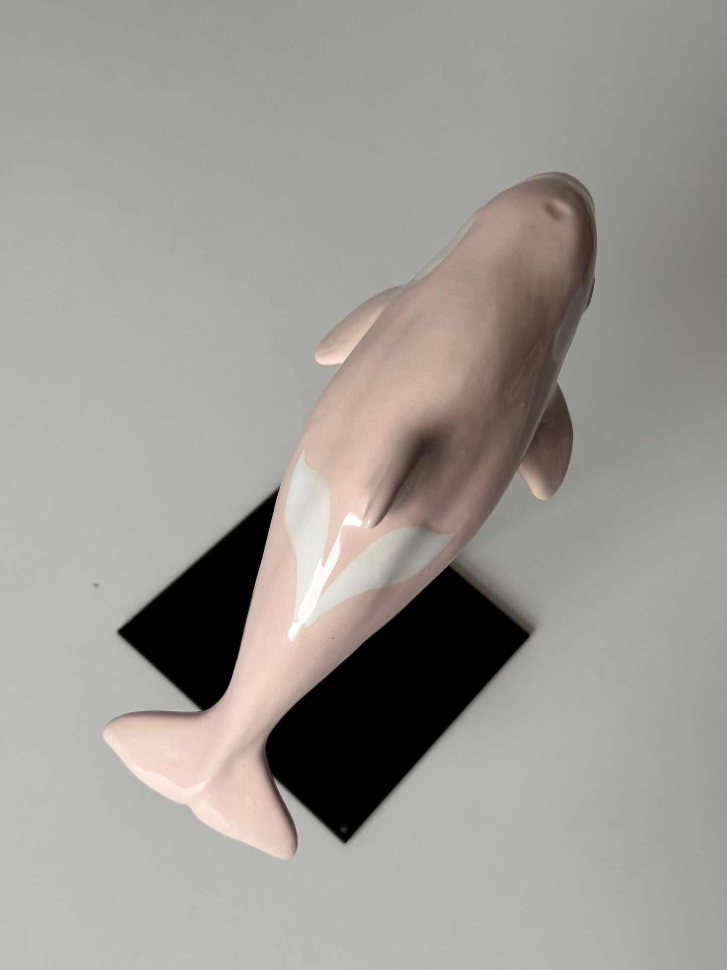 Baby Orca