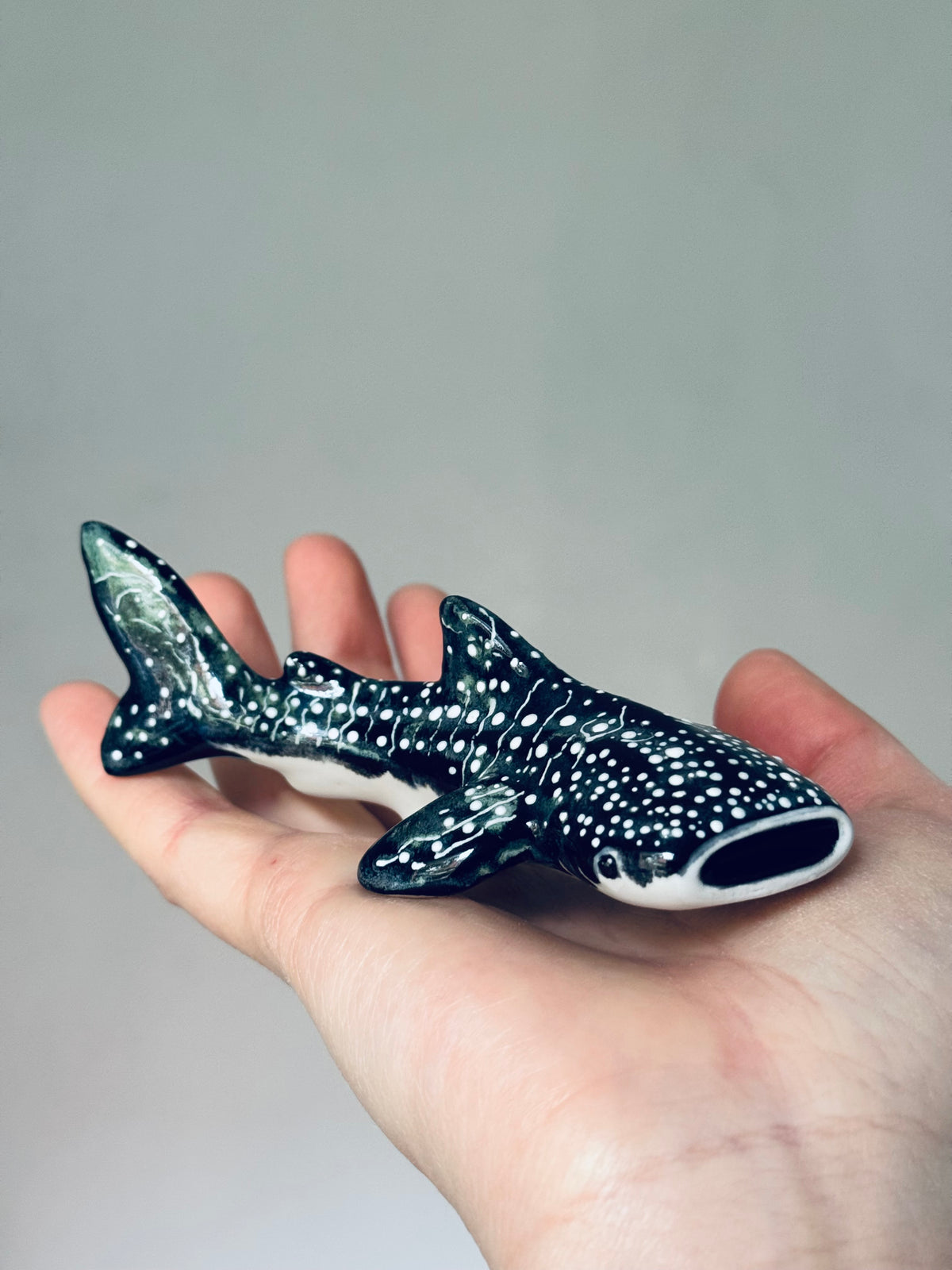 Baby Whale Shark