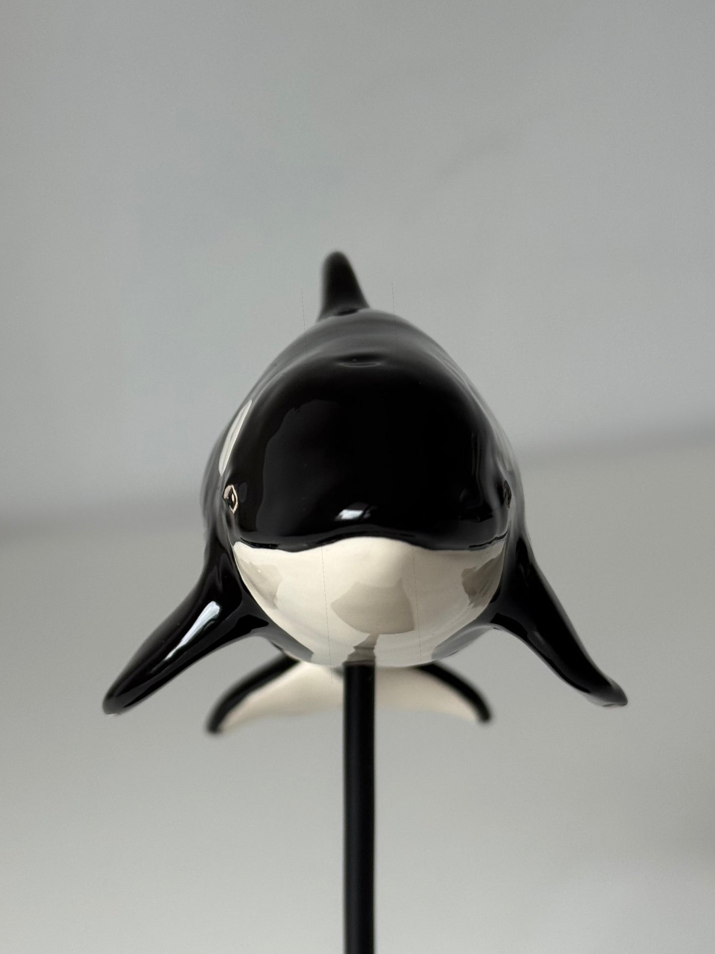 Baby Orca