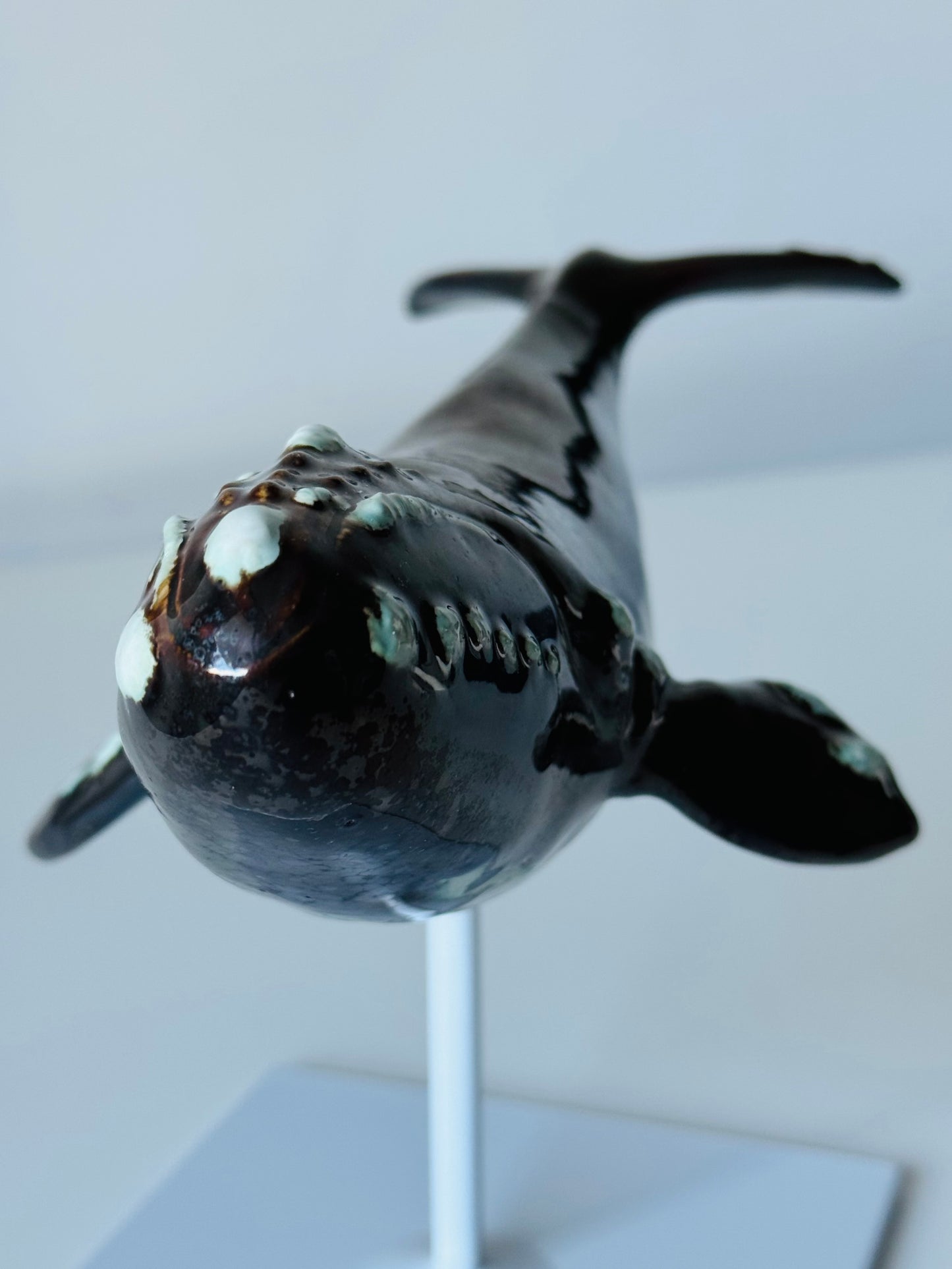 Right Whale