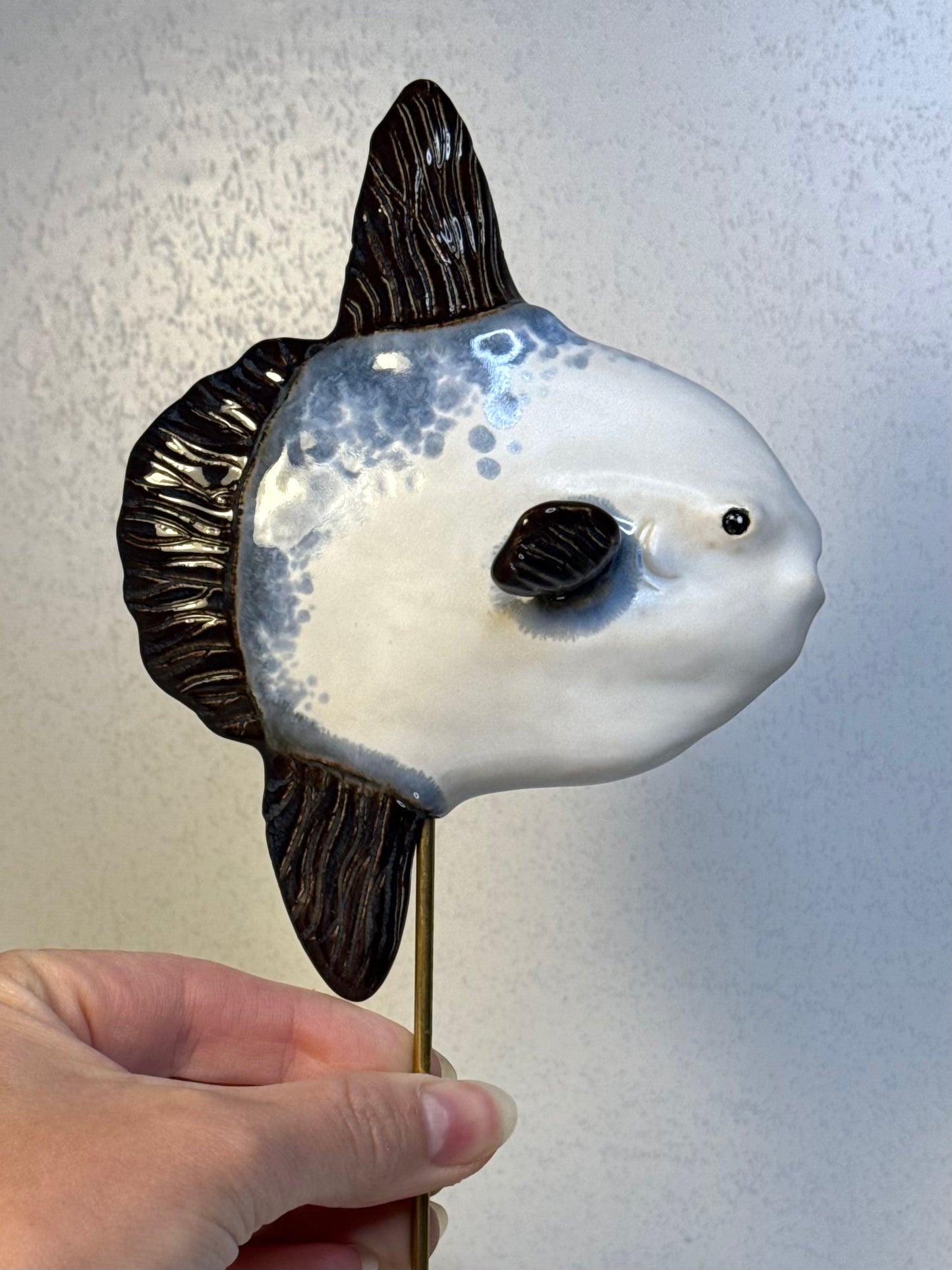 Mola Mola