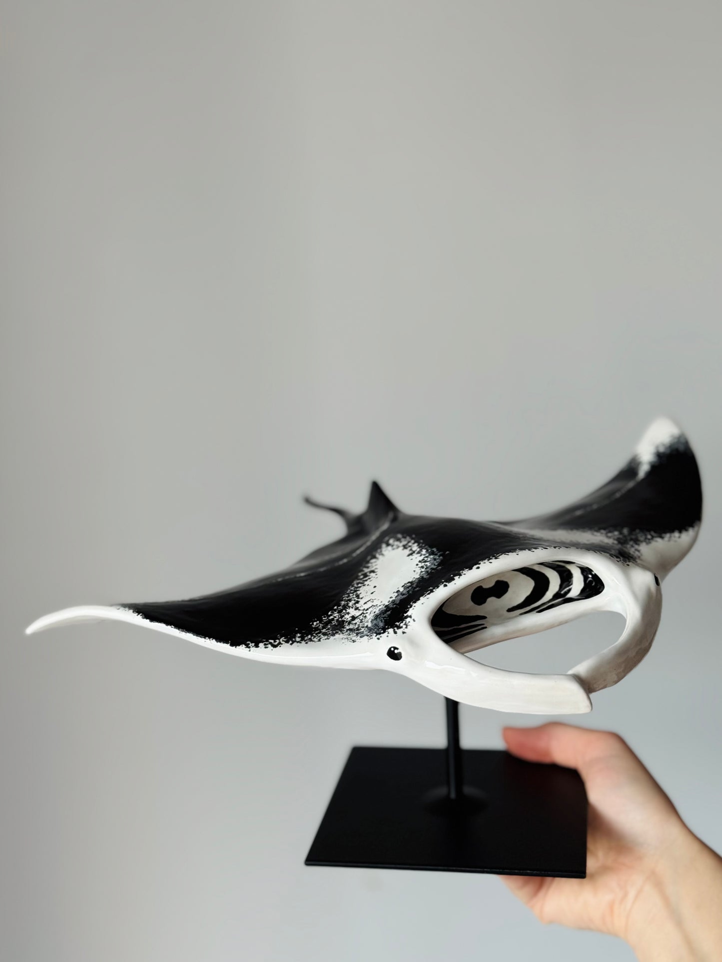 Big Manta Ray