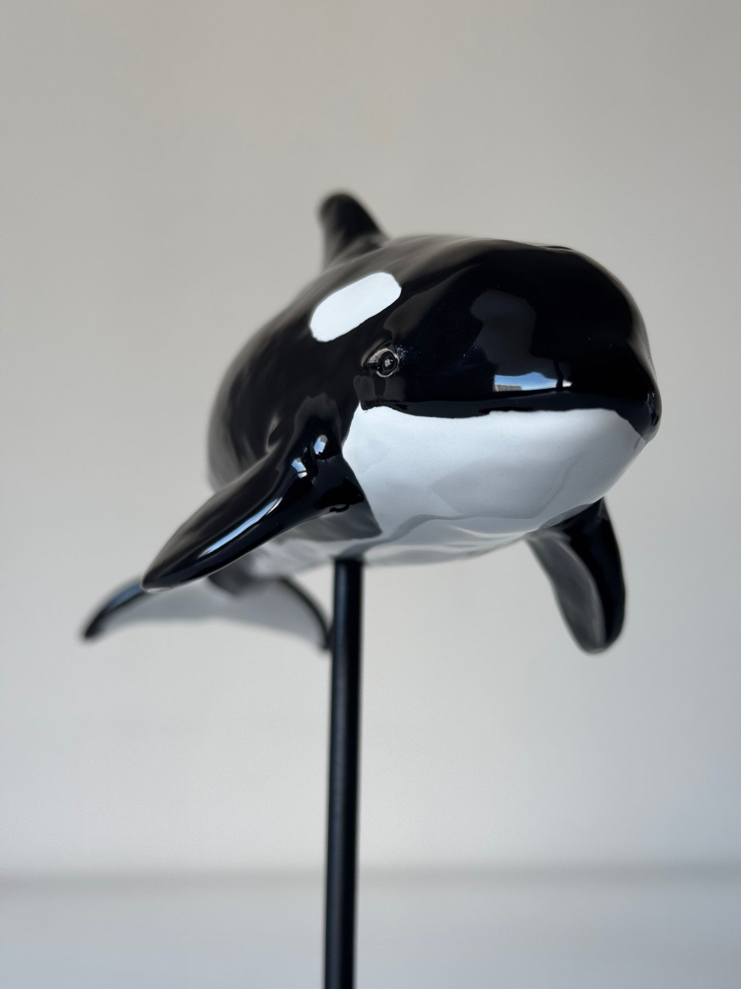 Baby Orca