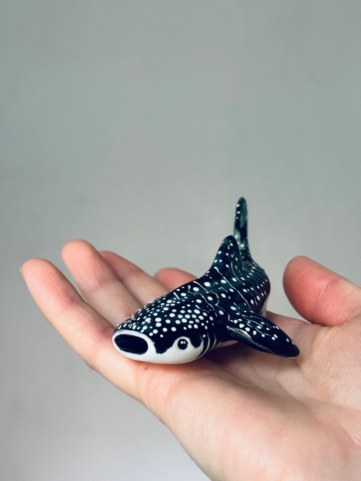 Baby Whale Shark