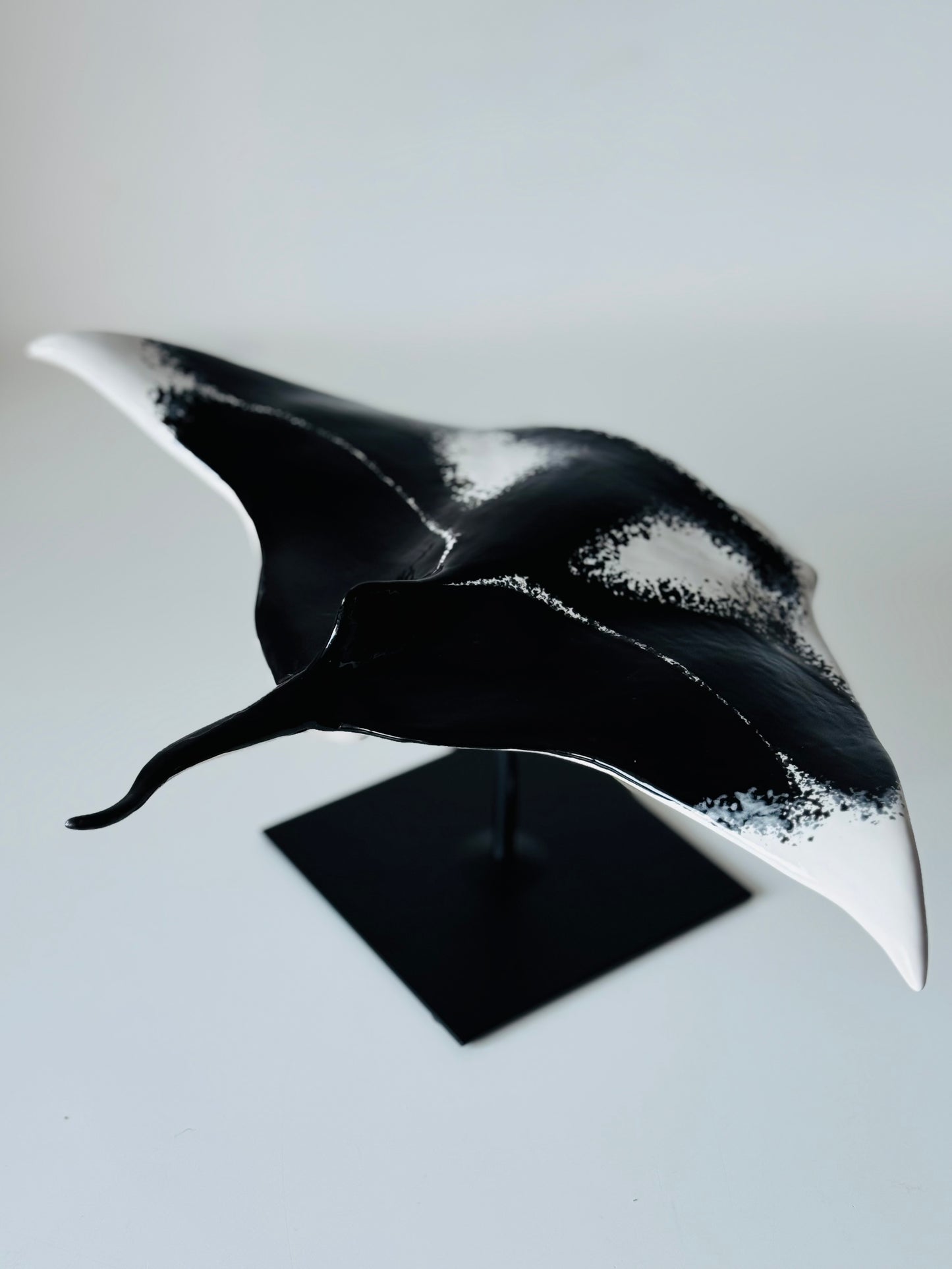 Big Manta Ray