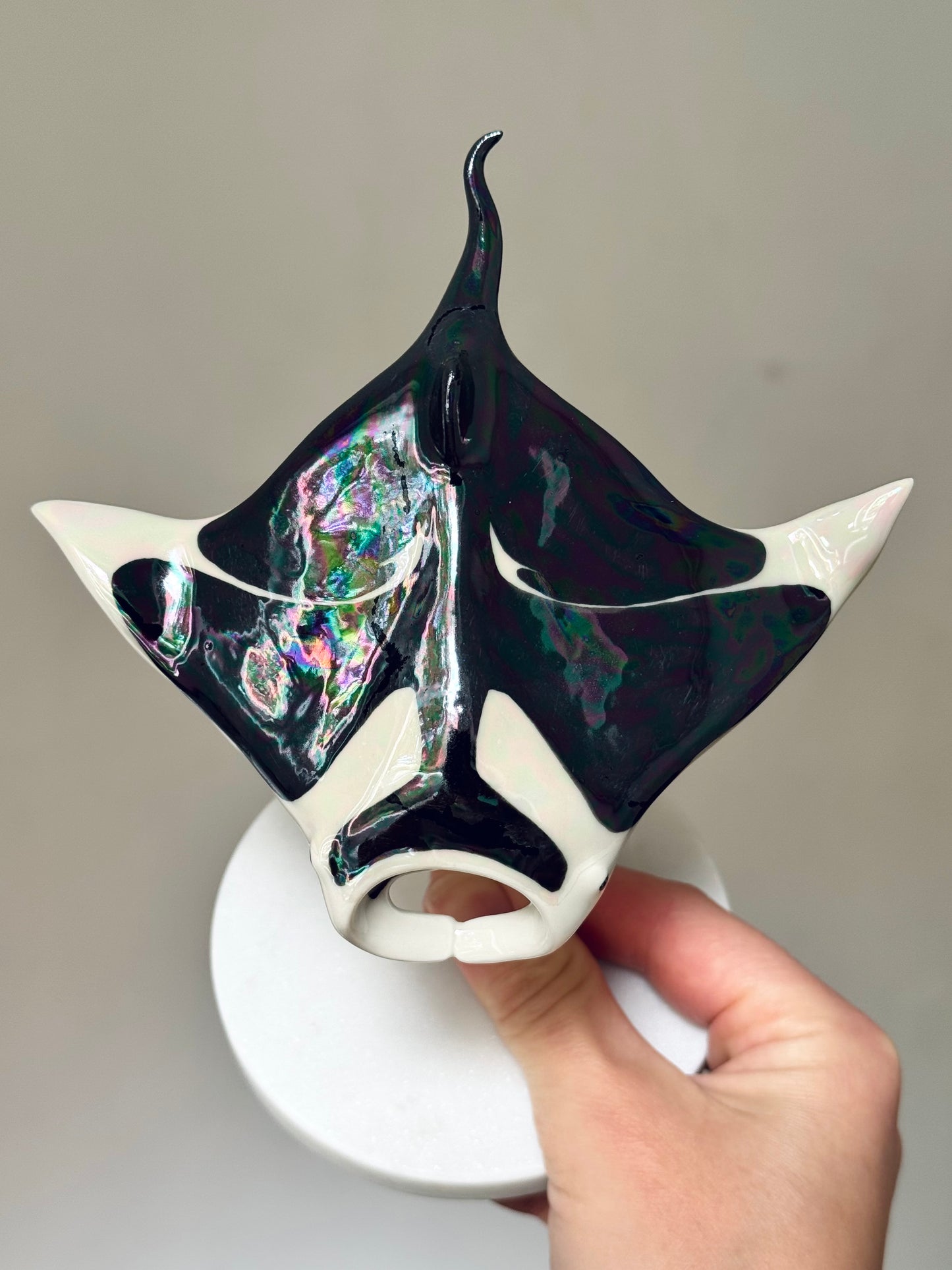 Manta Ray