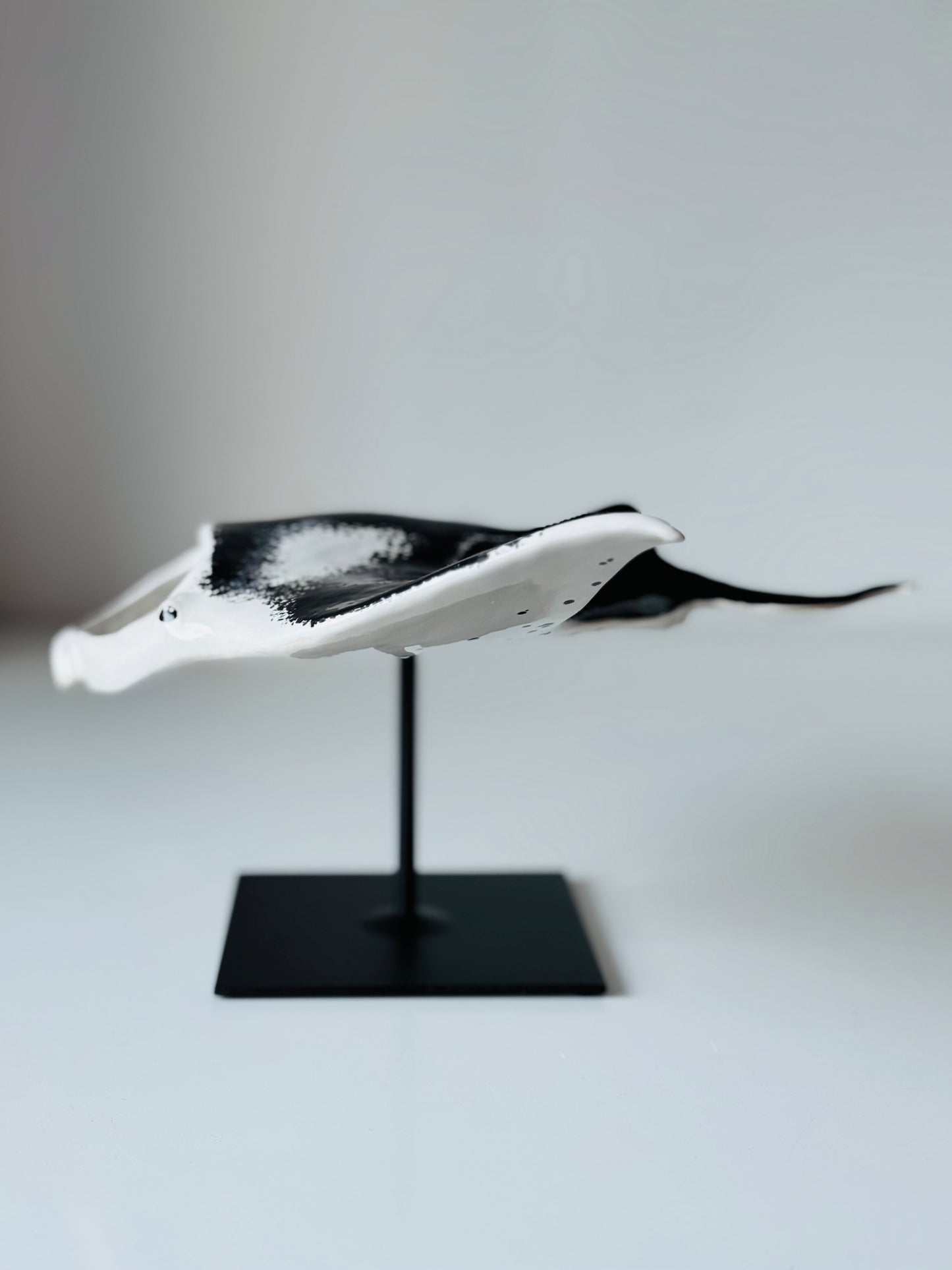 Big Manta Ray