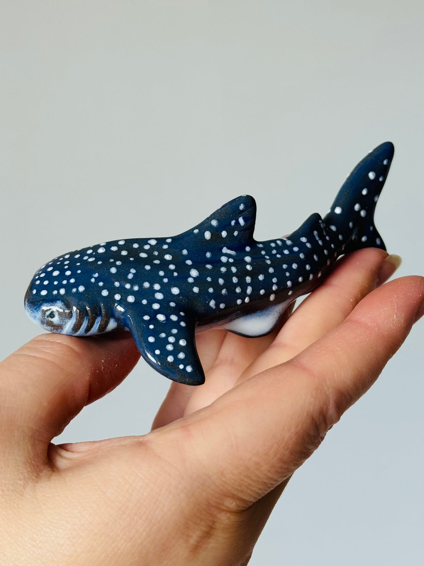 Baby Whale Shark