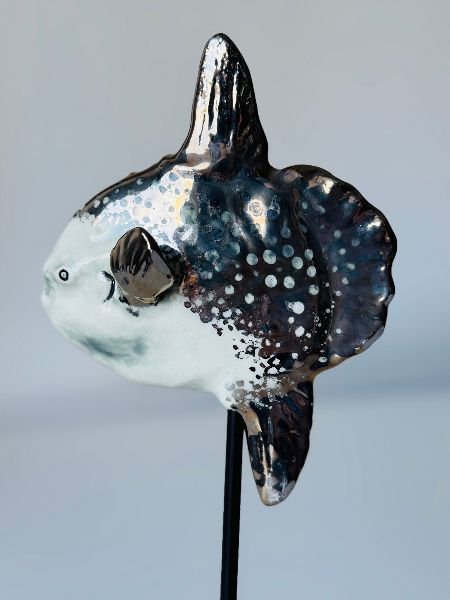 Mola Mola