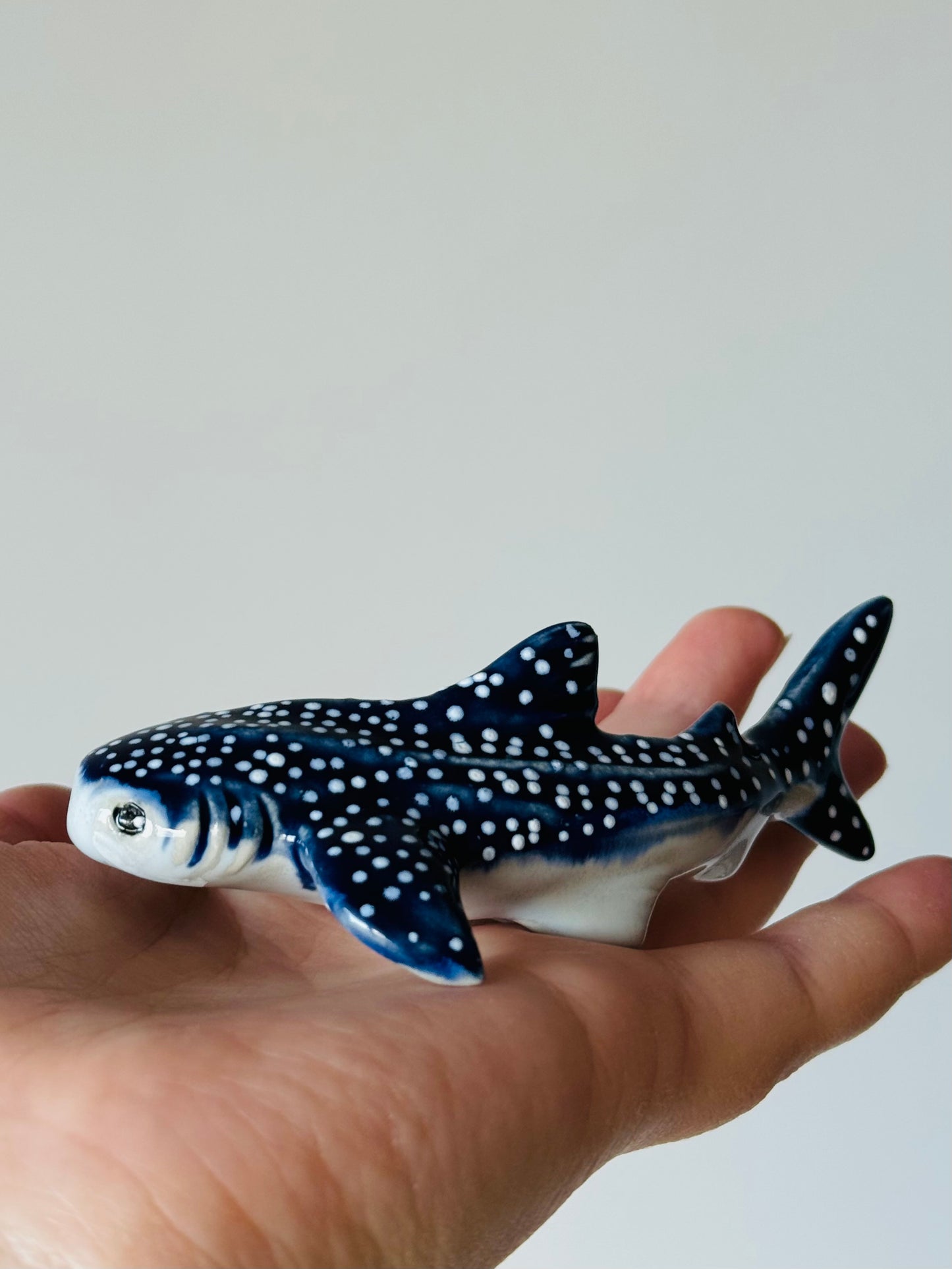 Baby Whale Shark