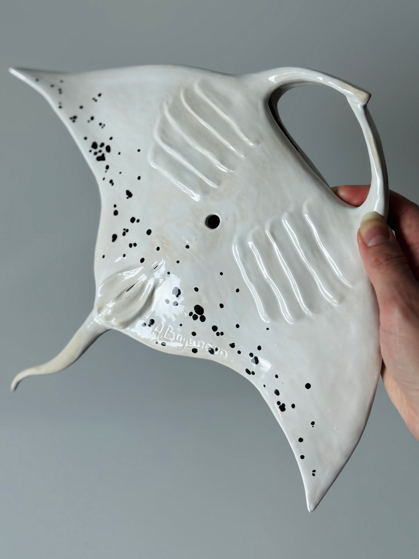 Big Manta Ray