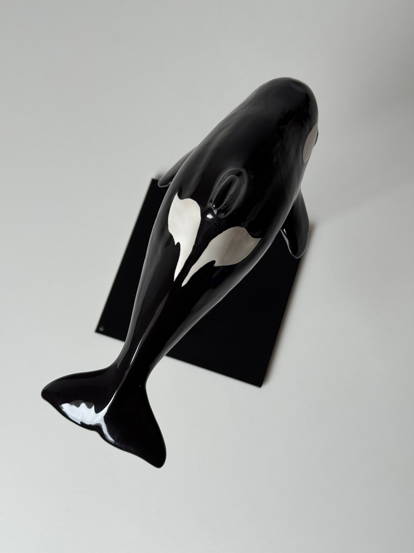 Baby Orca