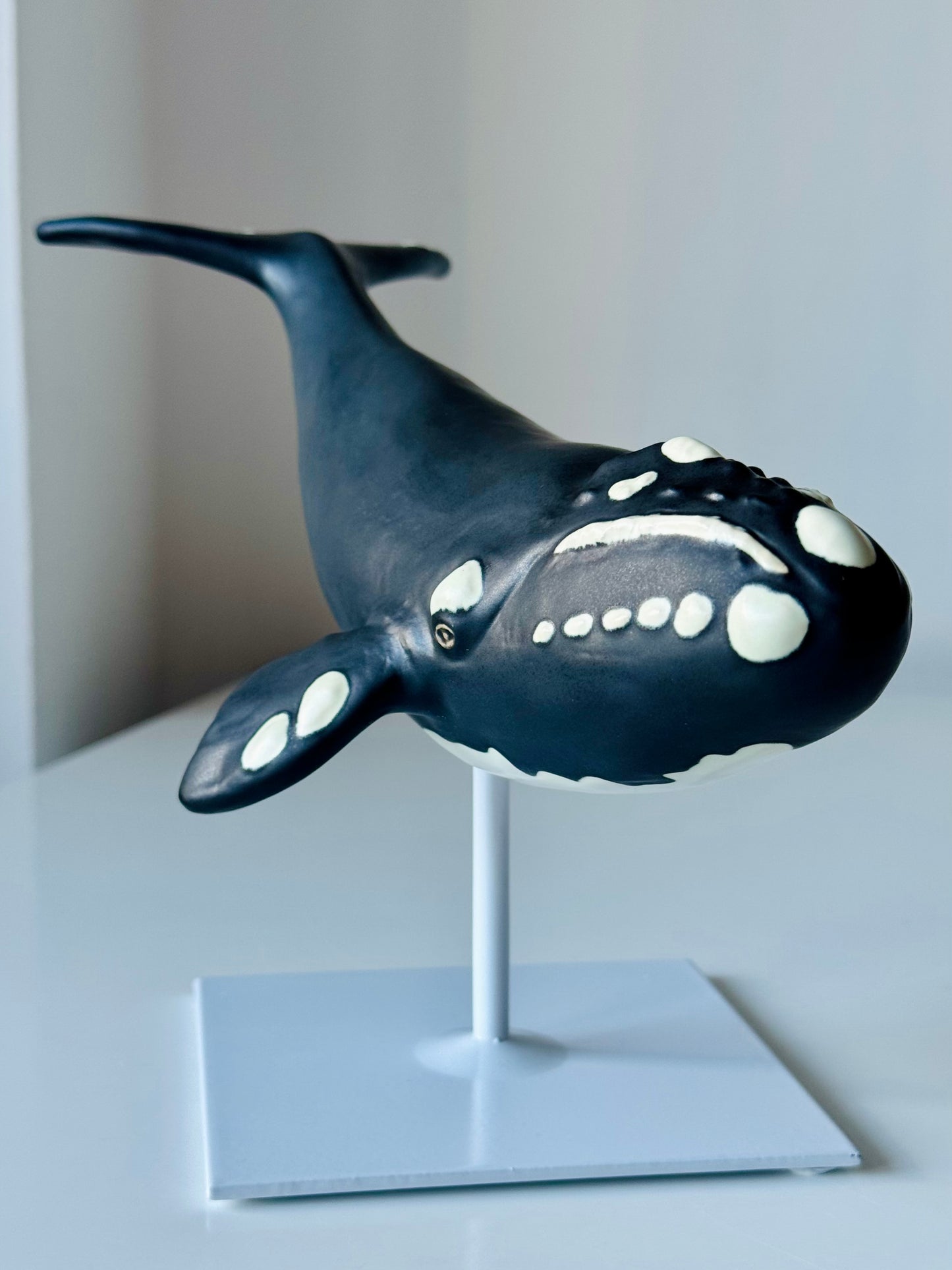 Right Whale