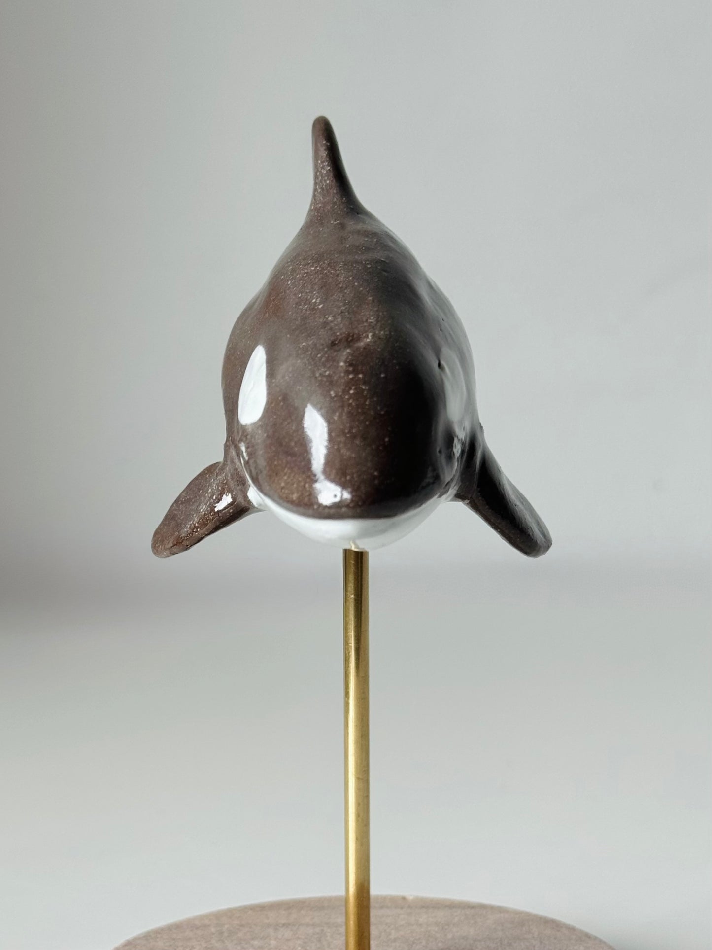 Baby Orca
