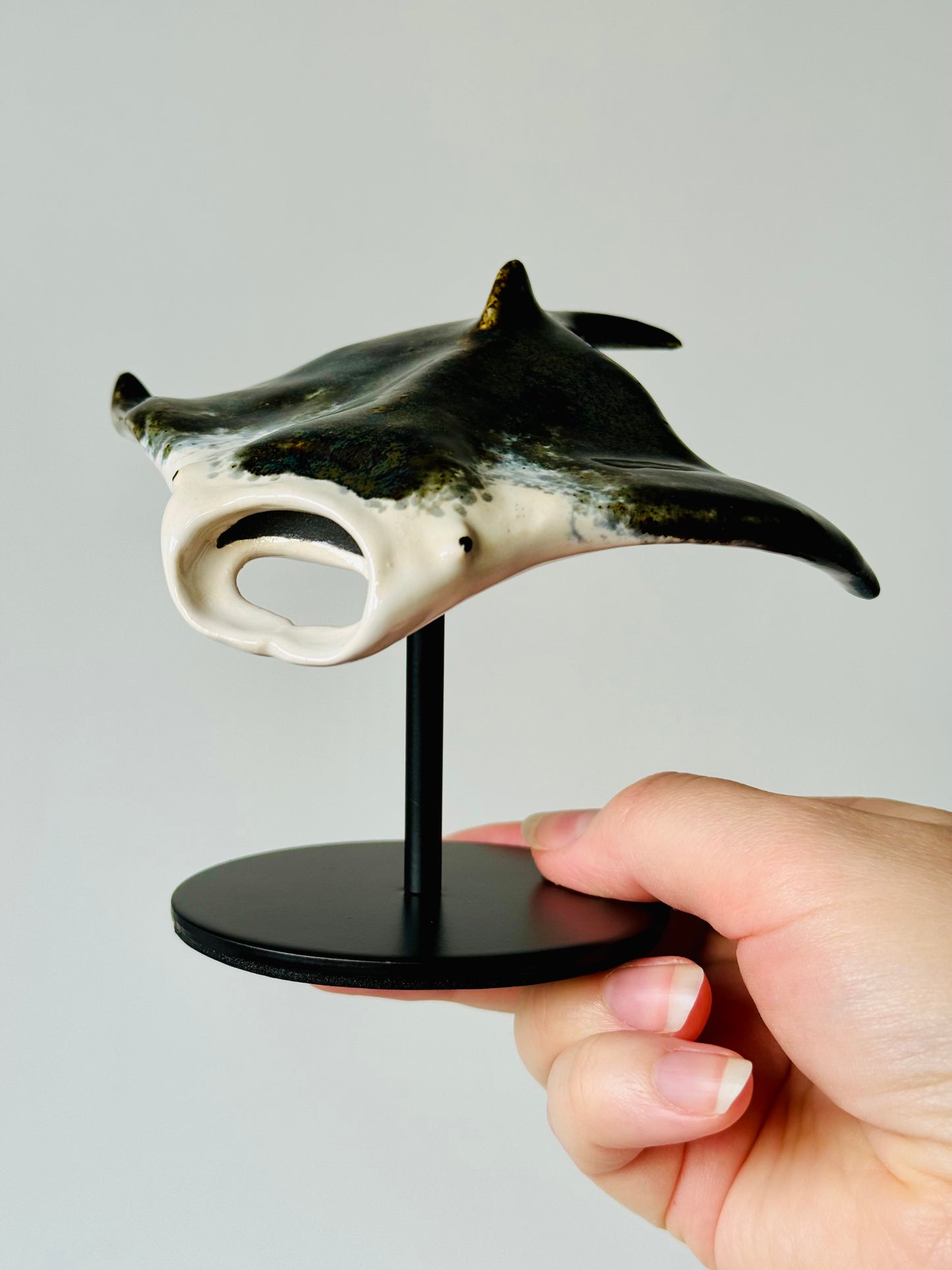 Manta Ray on a stand