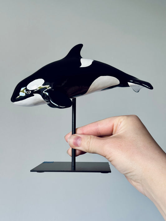 Baby Orca