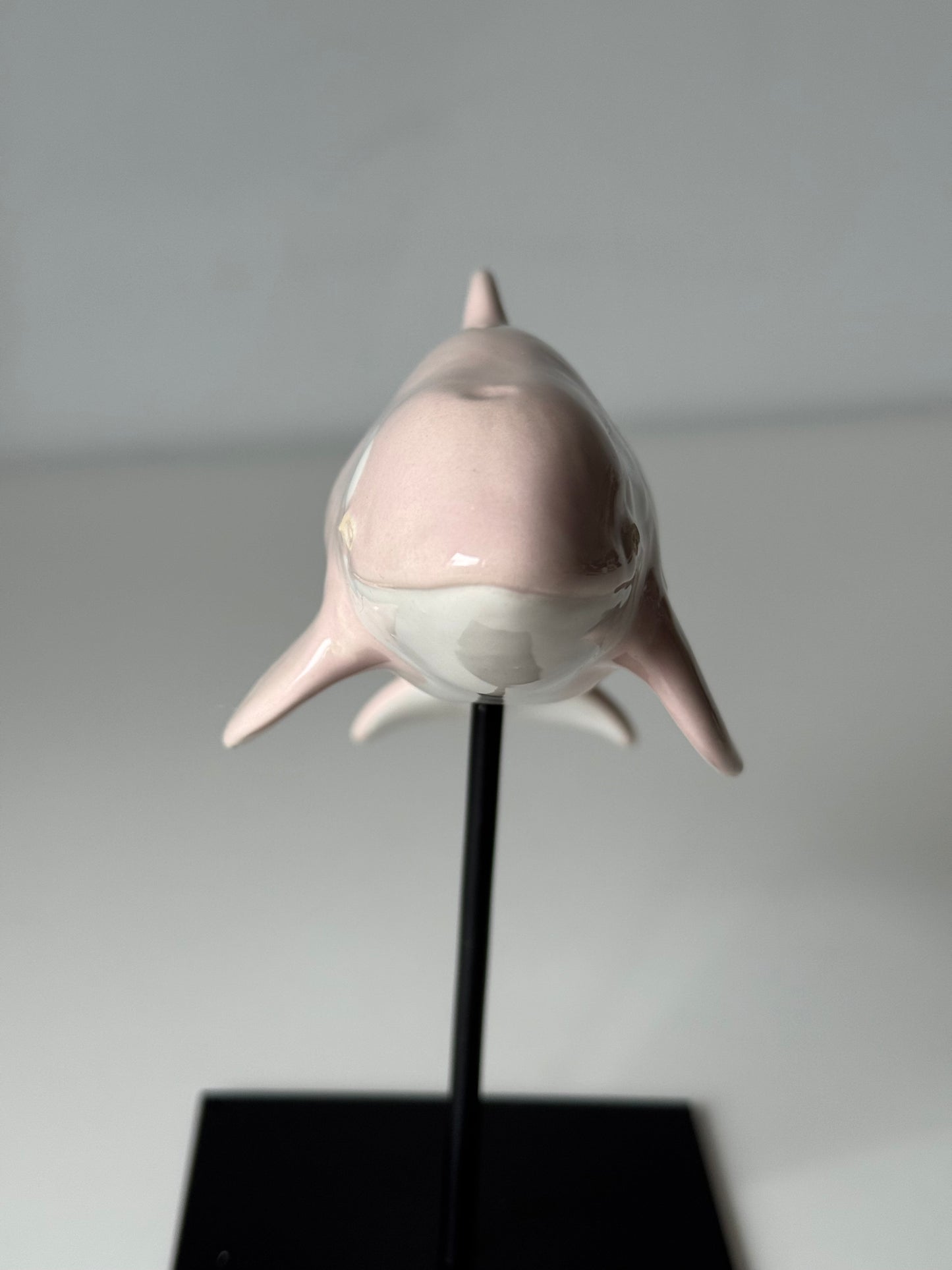 Baby Orca