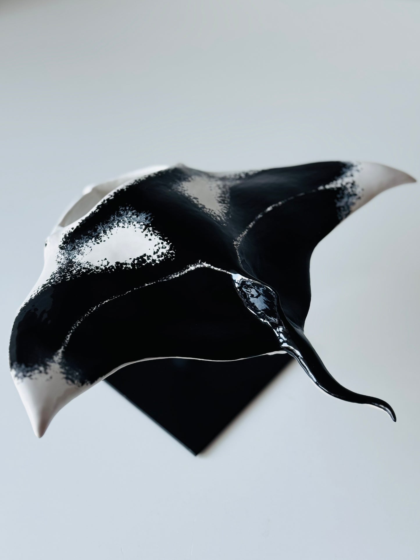 Big Manta Ray