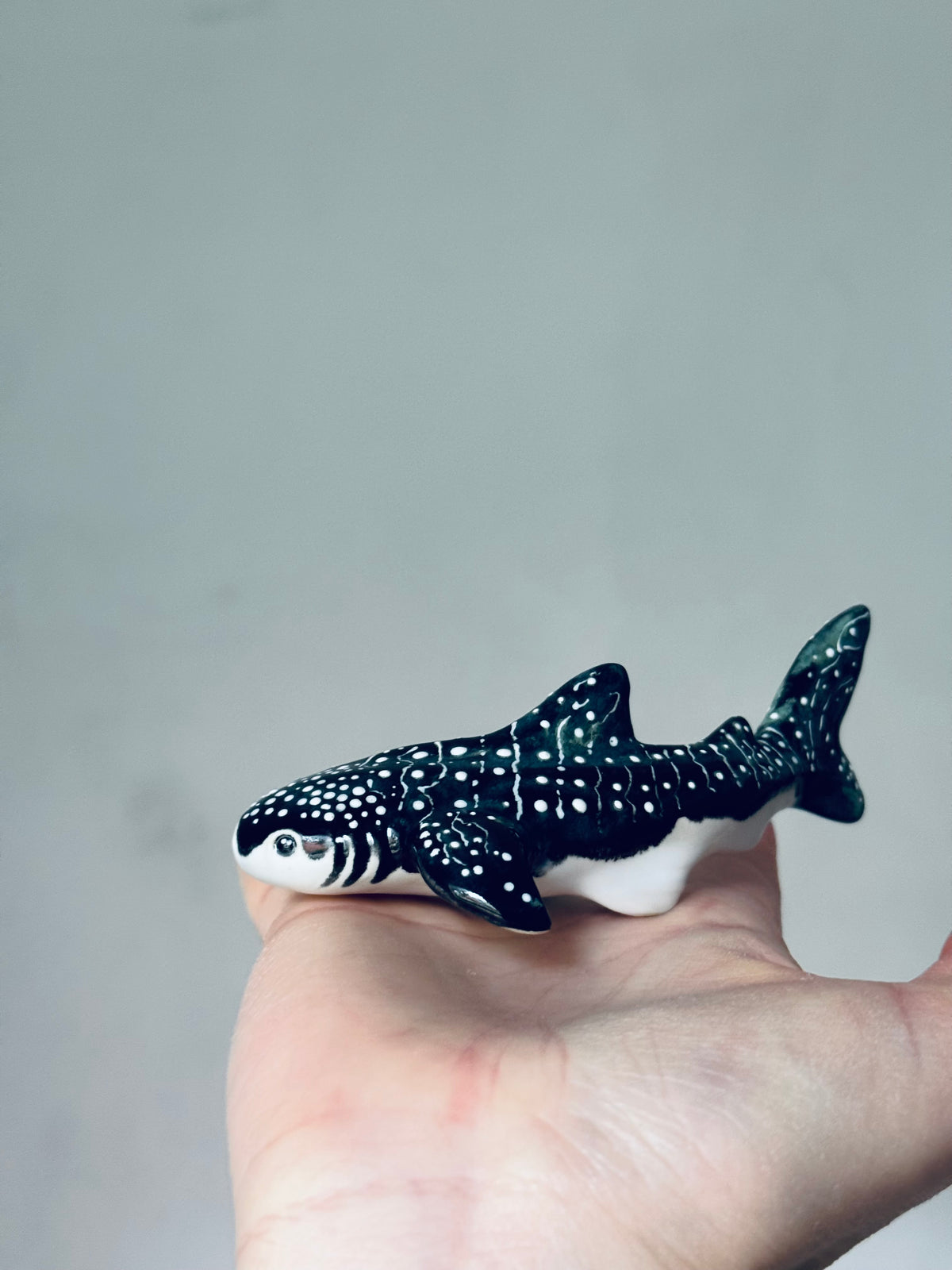 Baby Whale Shark