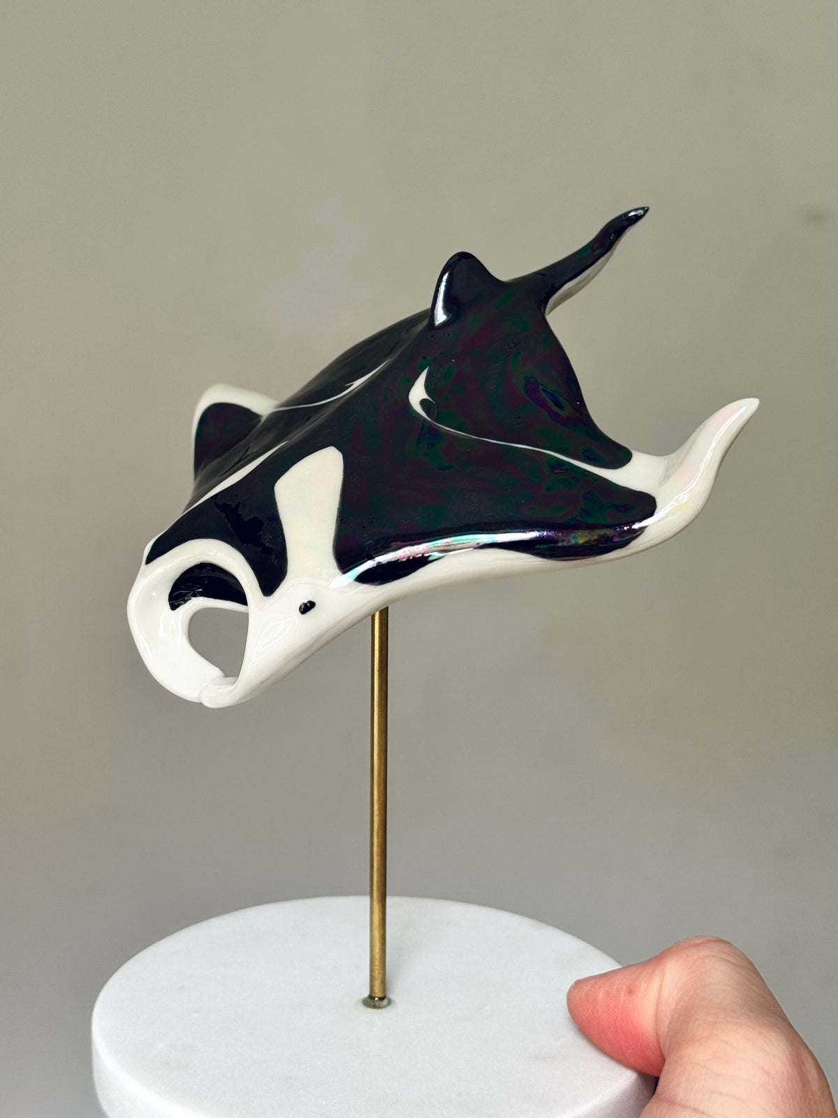 Manta Ray