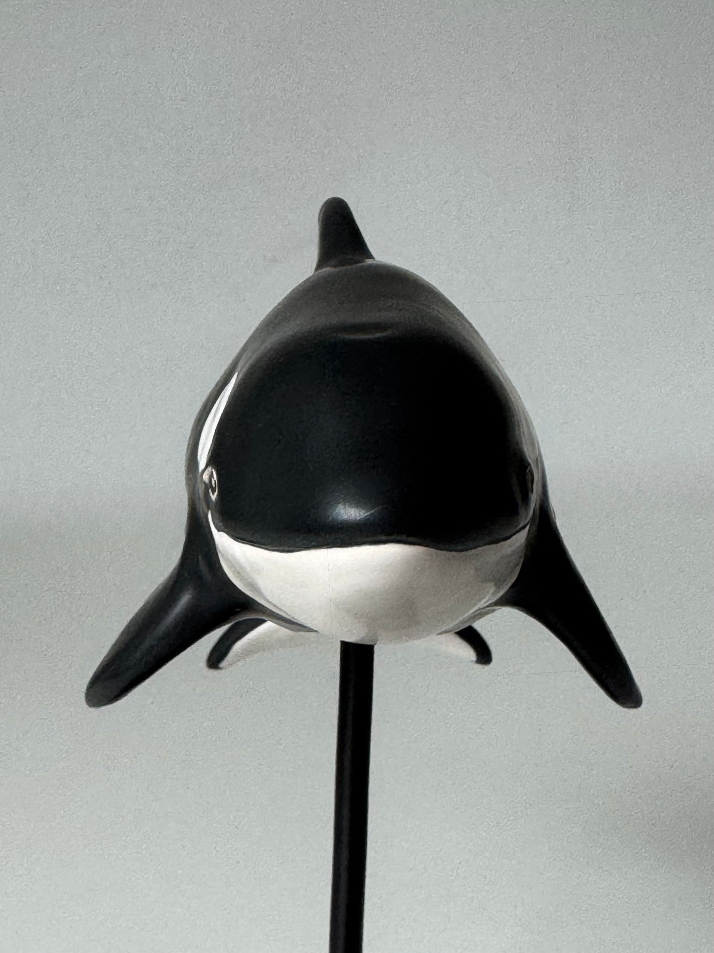 Baby Orca