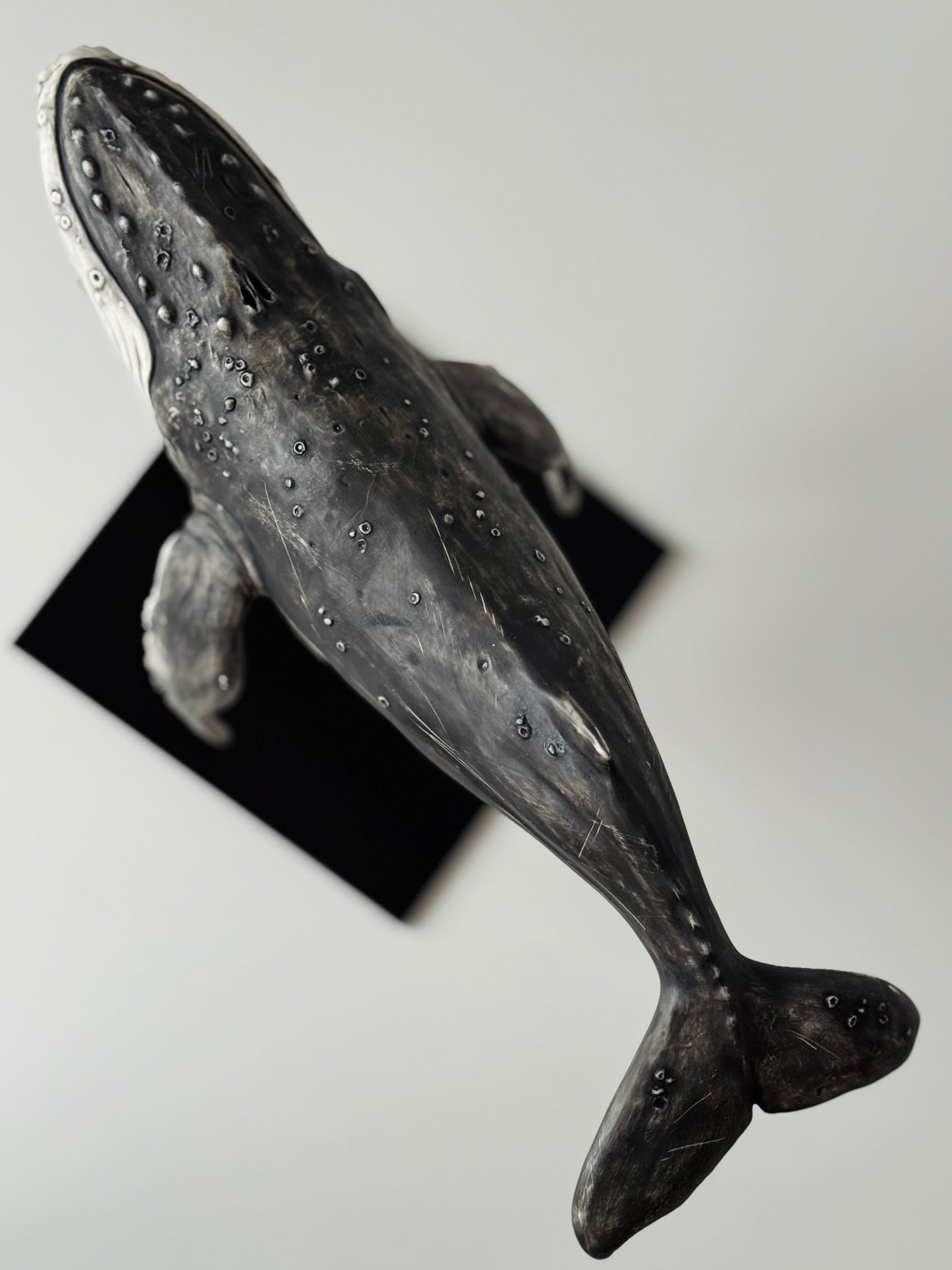 Big Humpback Whale