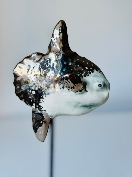 Mola Mola