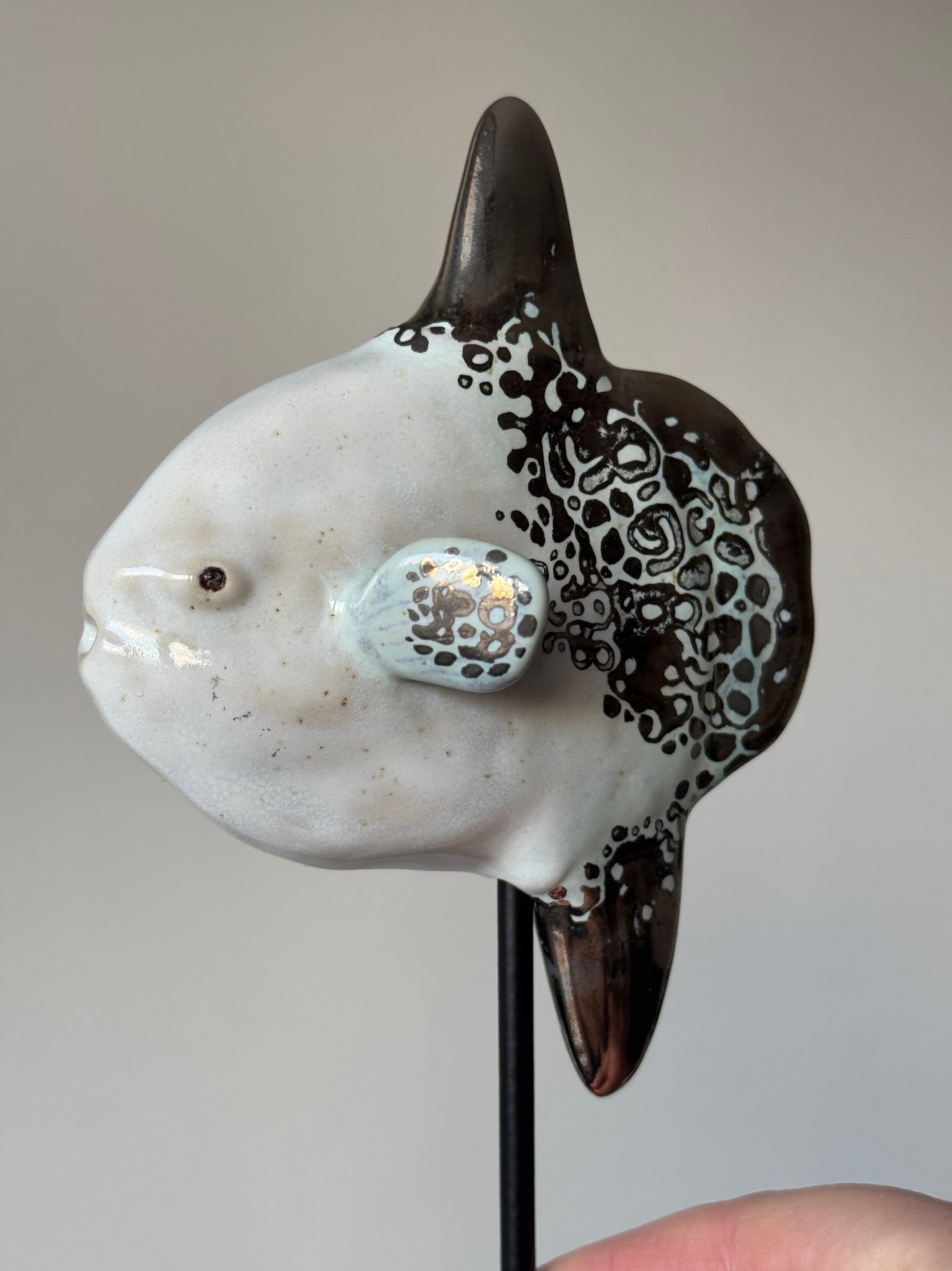 Mola Mola on a metal stand