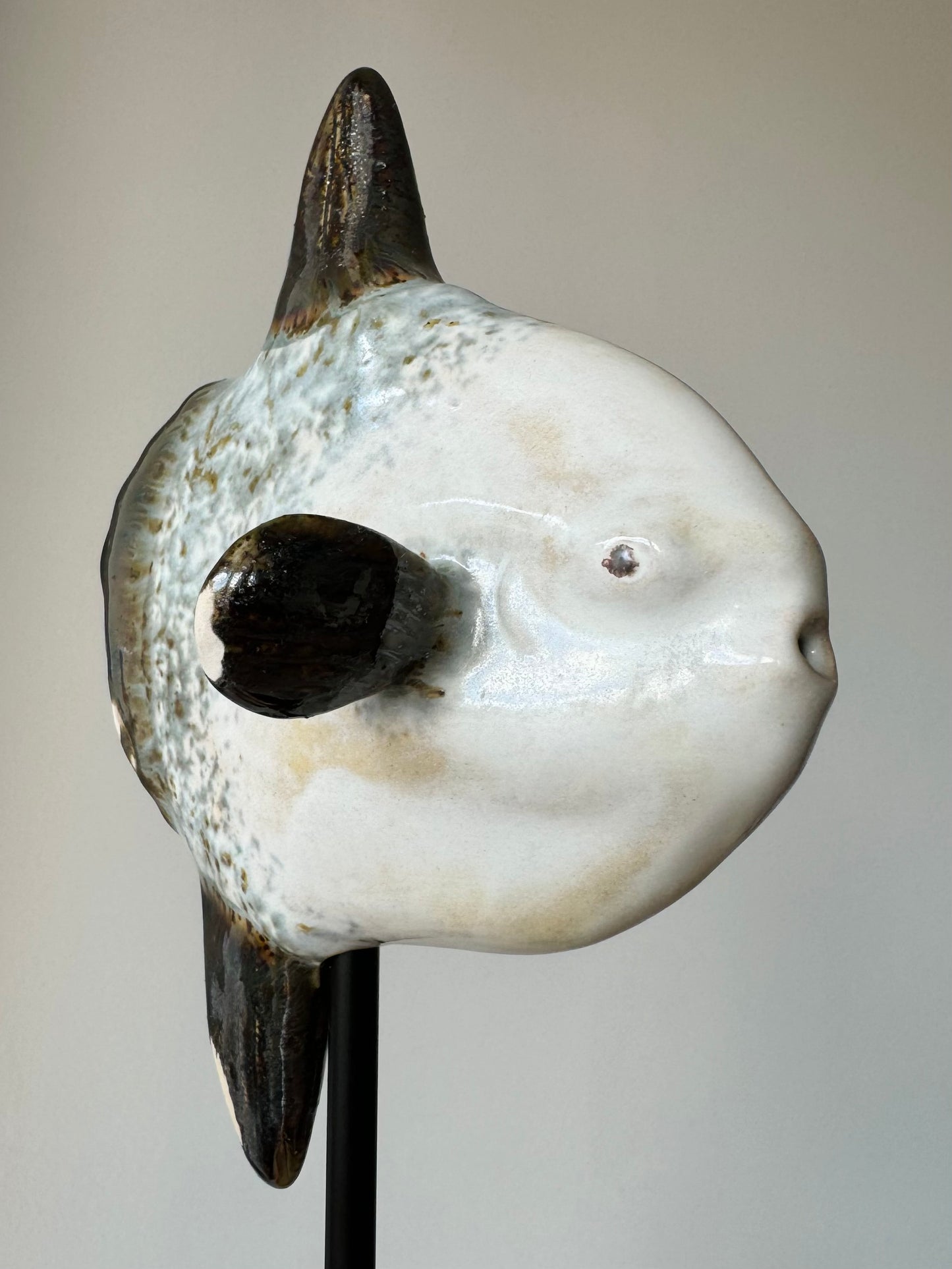 Mola Mola on a metal stand