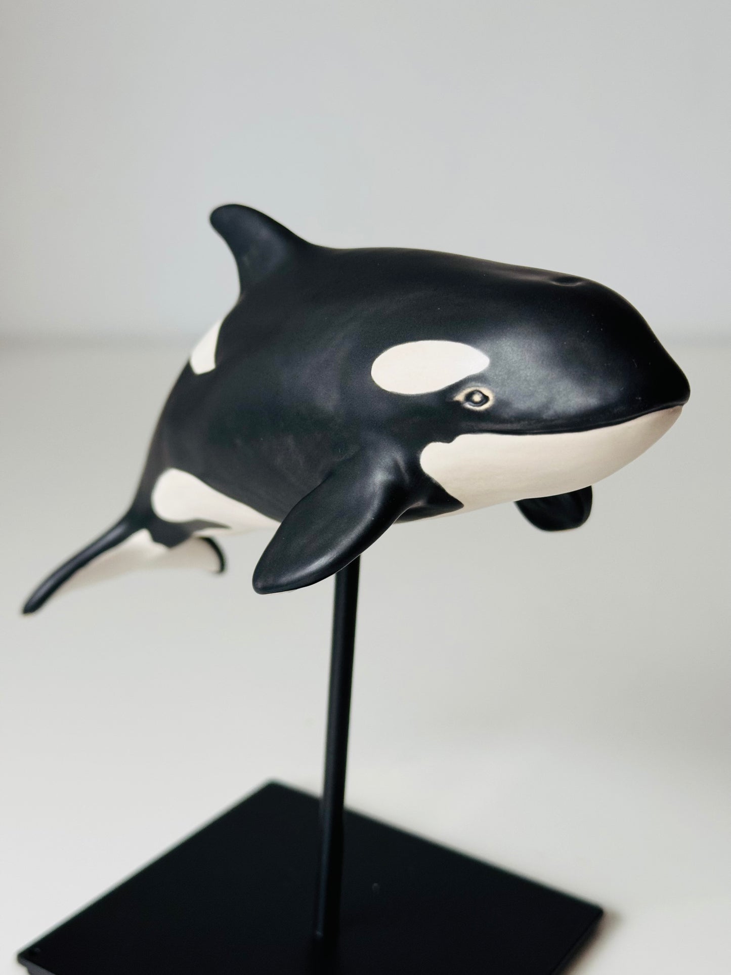 Baby Orca