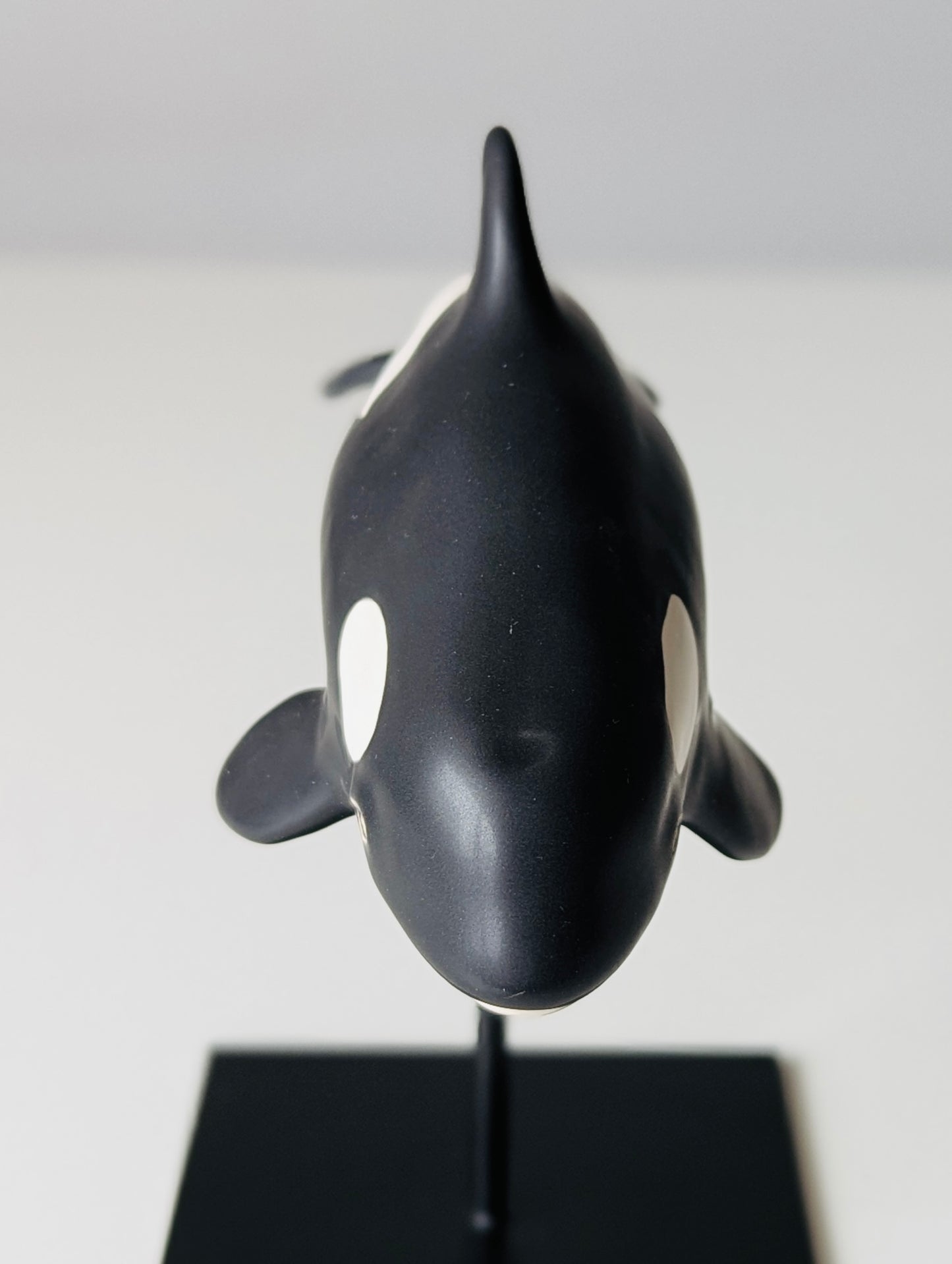 Baby Orca