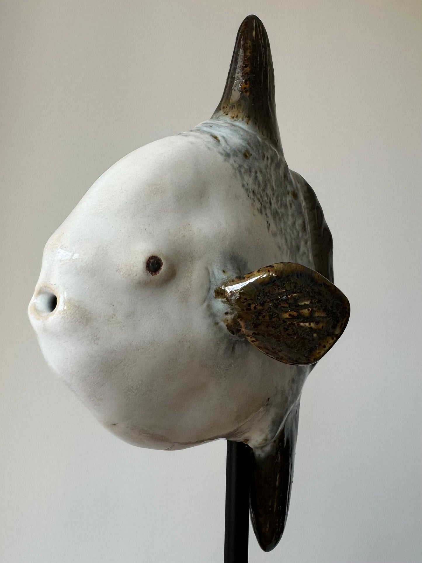 Mola Mola on a metal stand