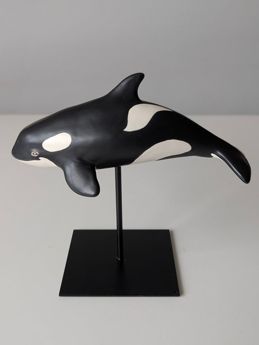 Baby Orca