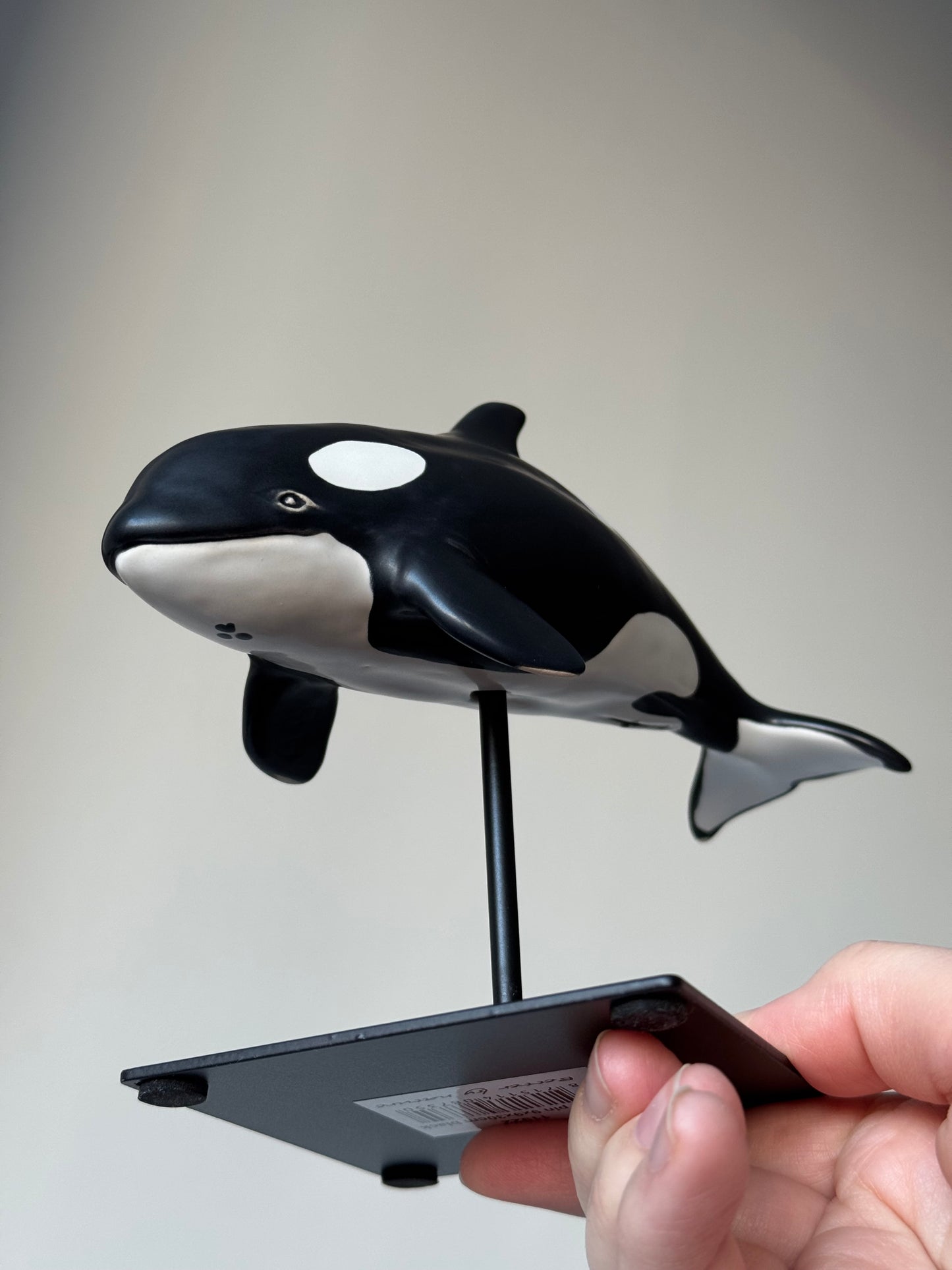 Baby Orca