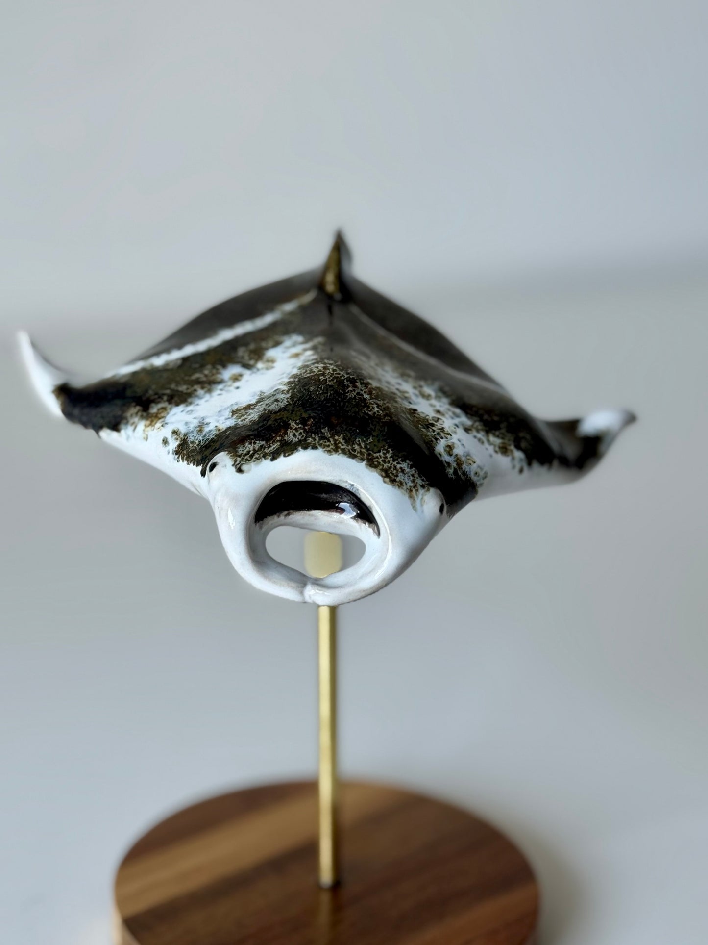 Manta Ray