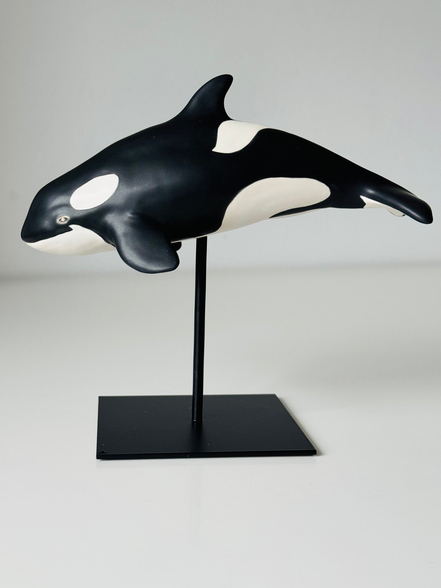 Baby Orca