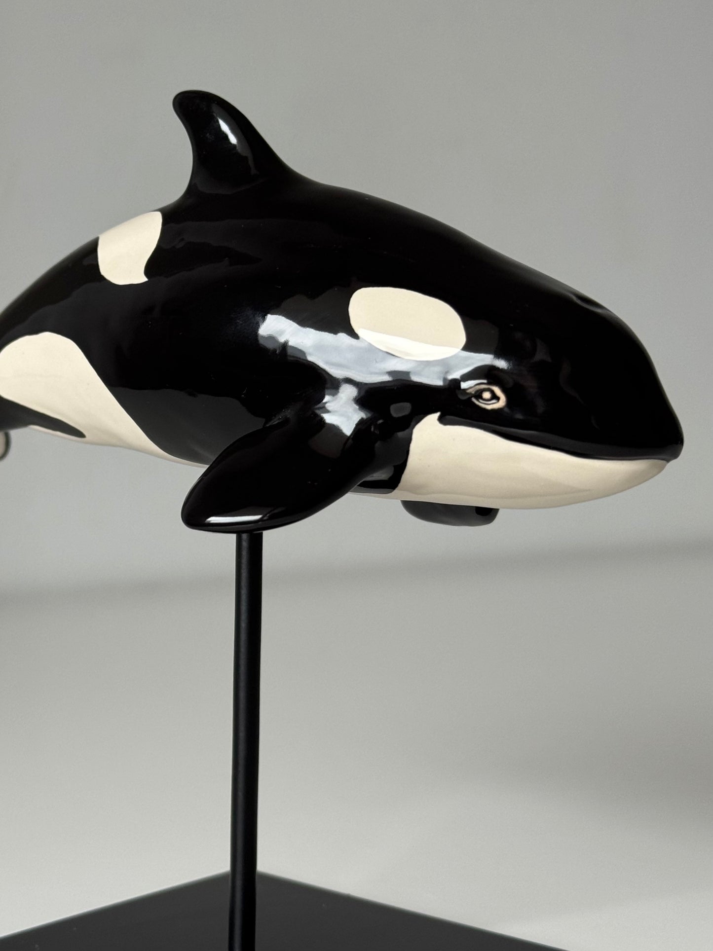 Baby Orca