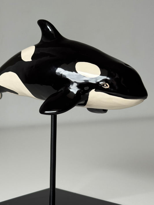 Baby Orca