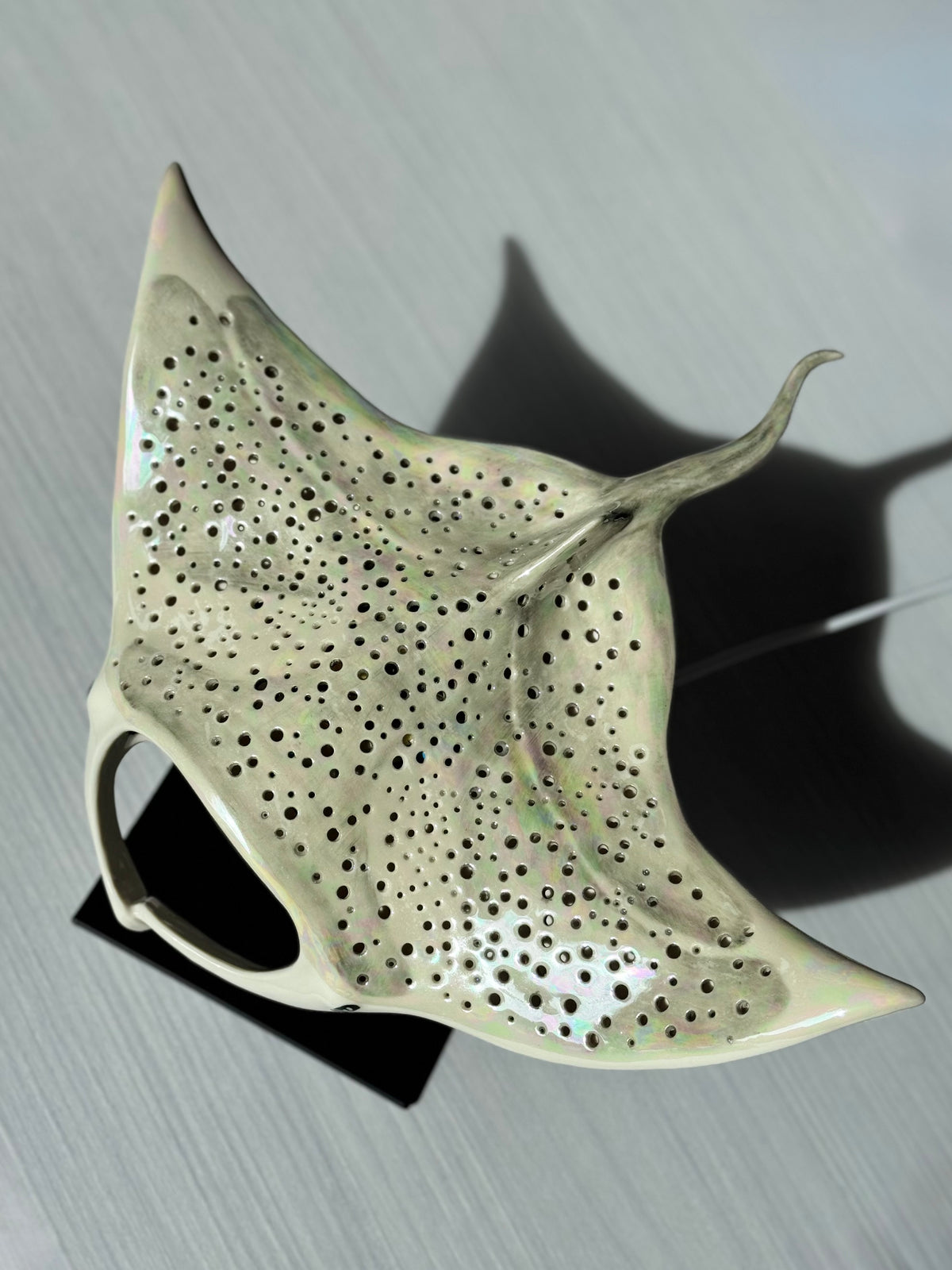 Big Manta Ray