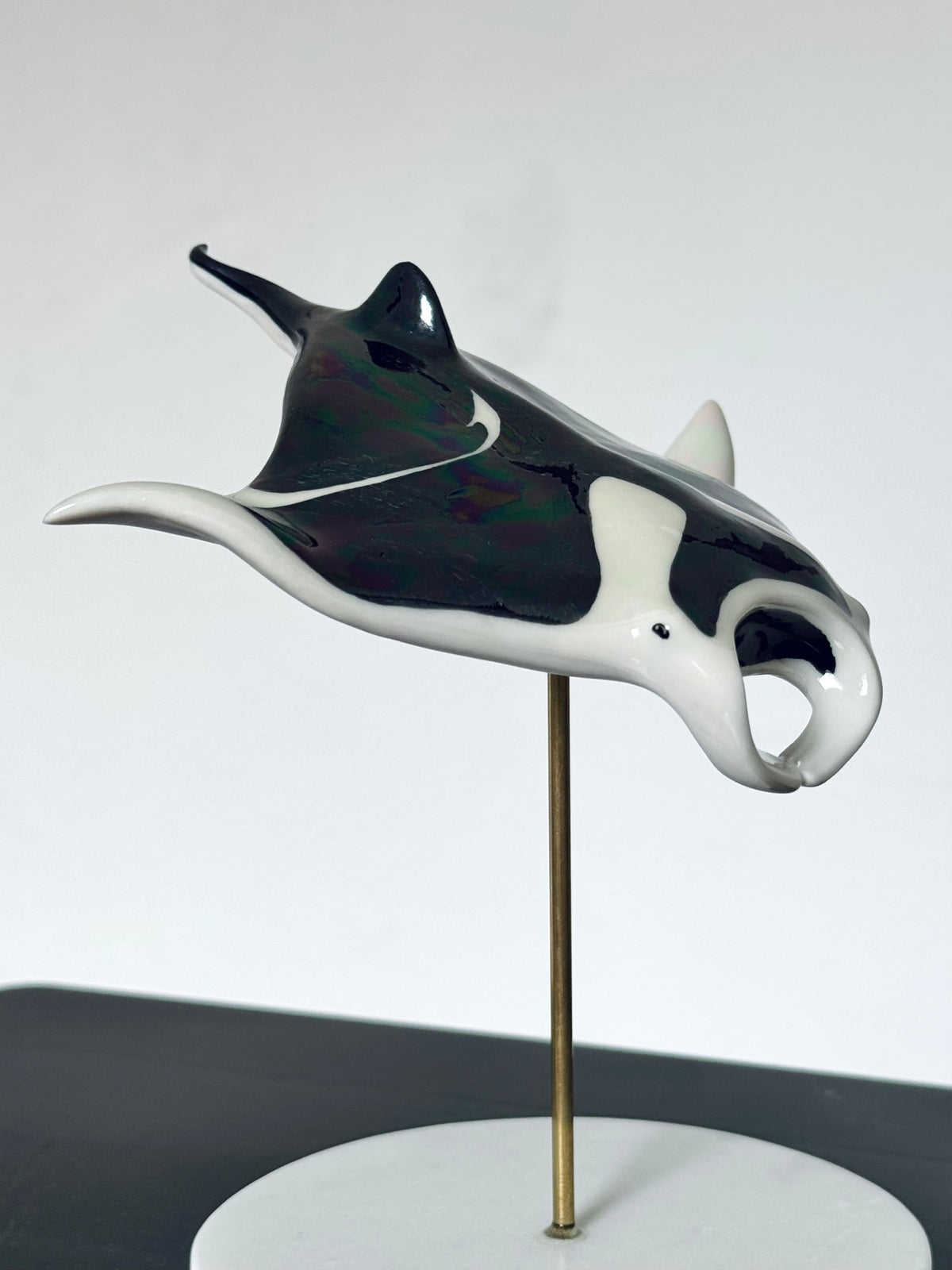 Manta Ray