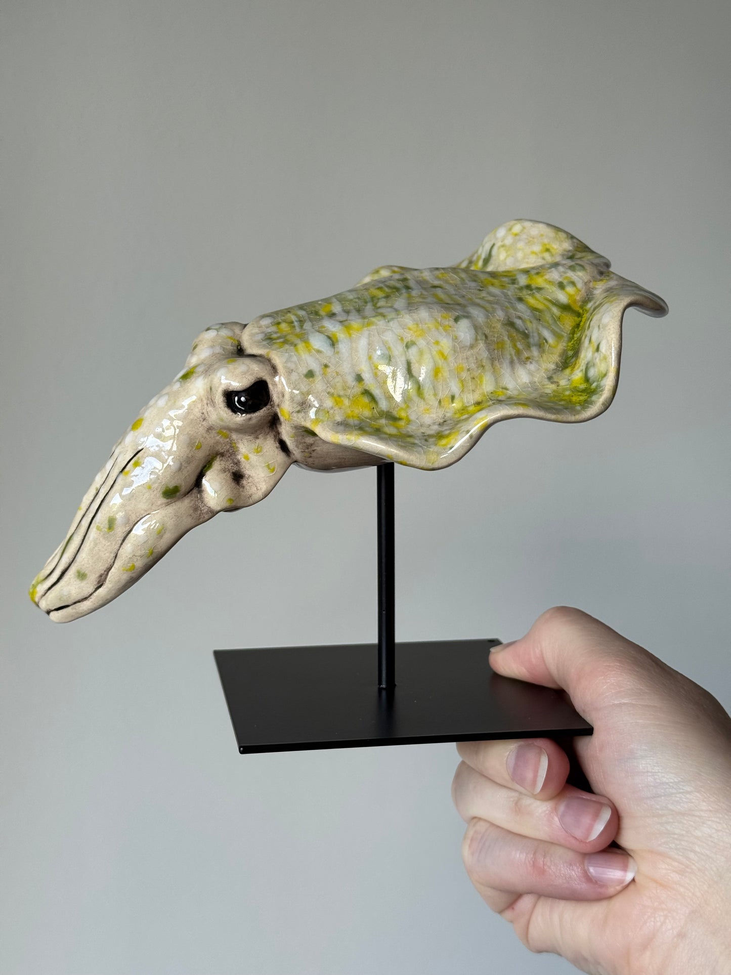 Cuttlefish