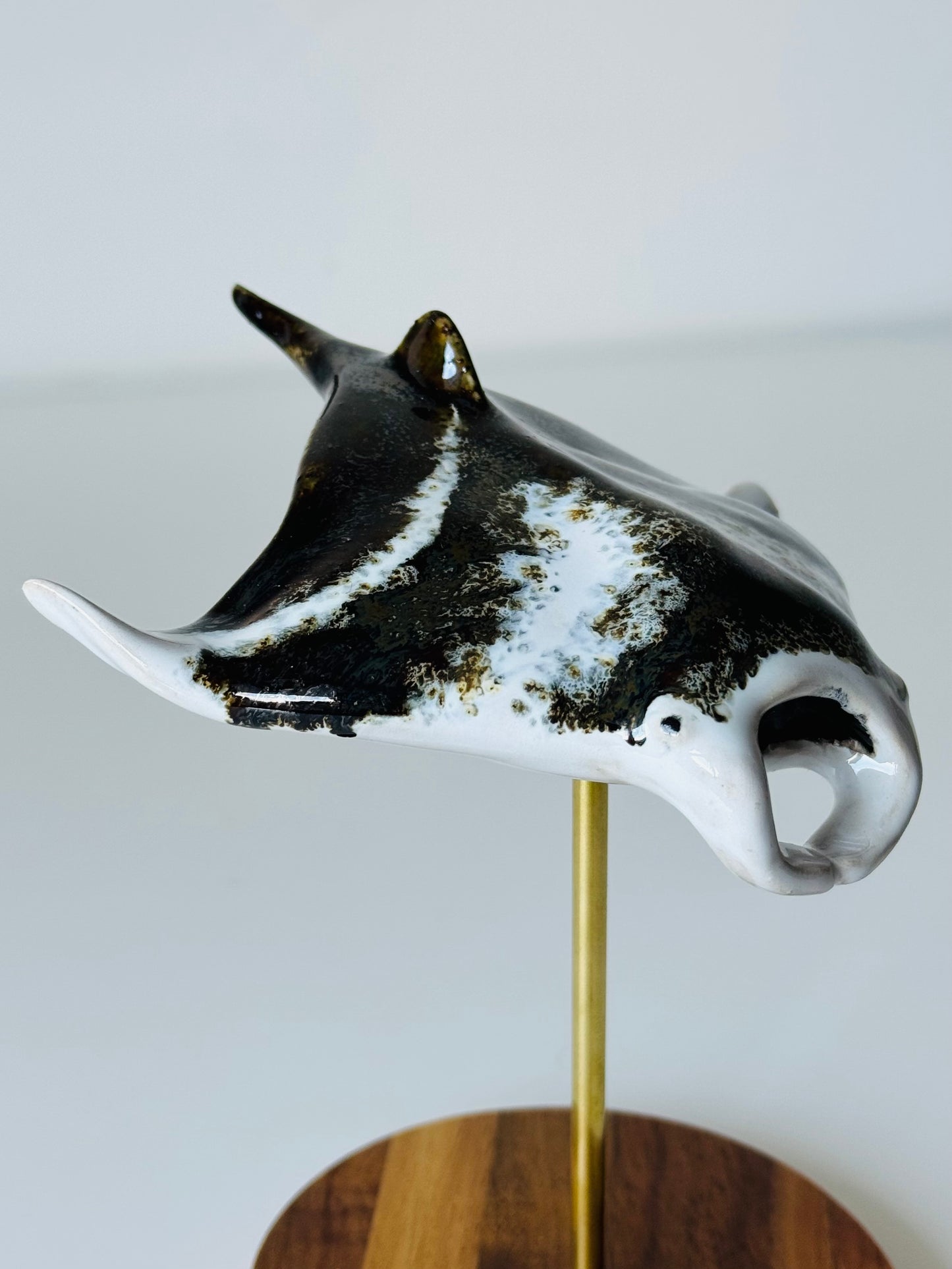 Manta Ray