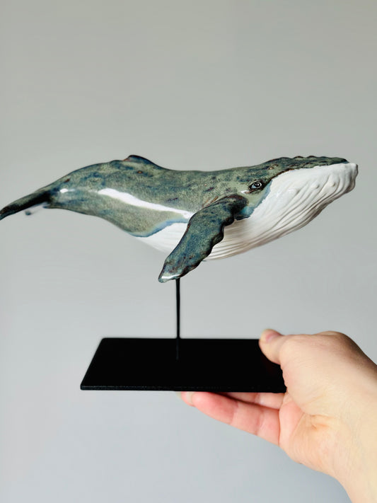 Baby Humpback Whale