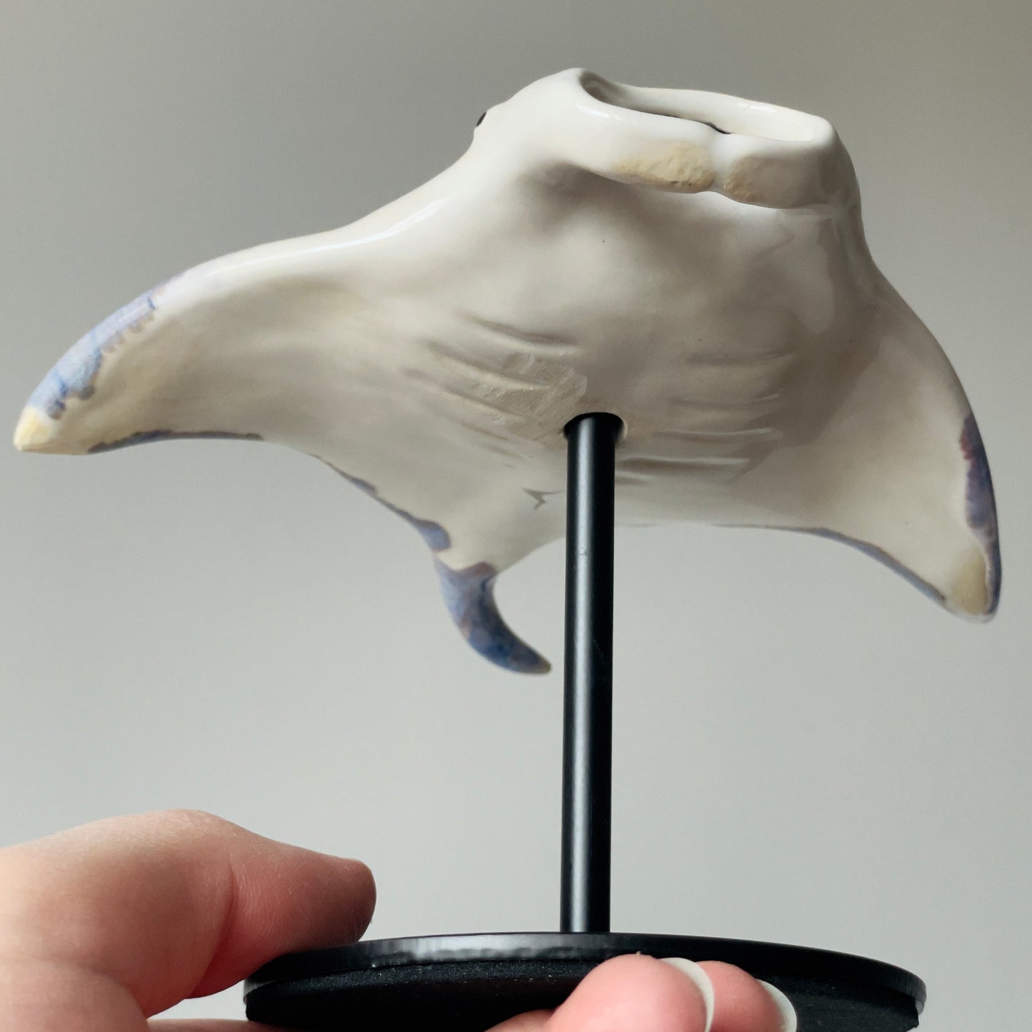 Manta Ray on a metal stand