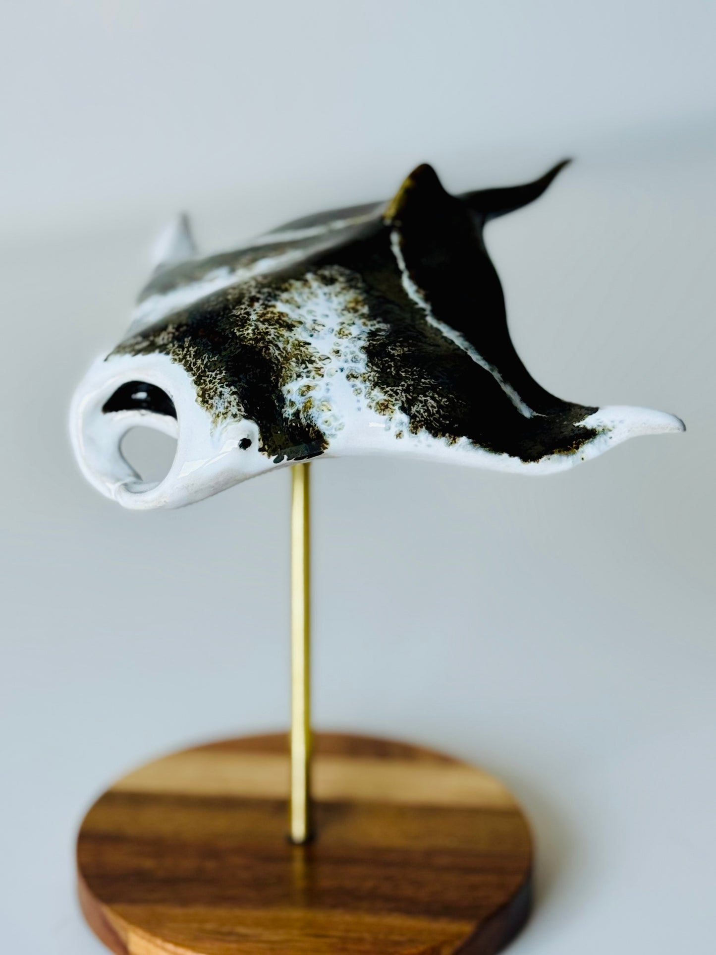 Manta Ray